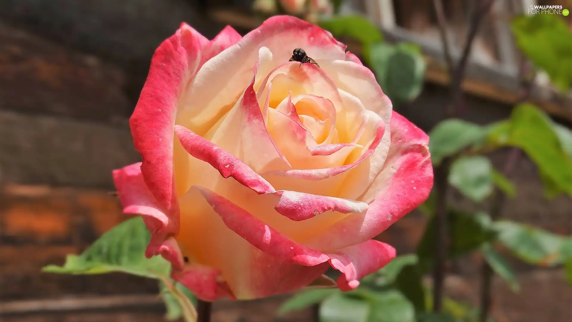 Blossoming, flakes, Insect, rose