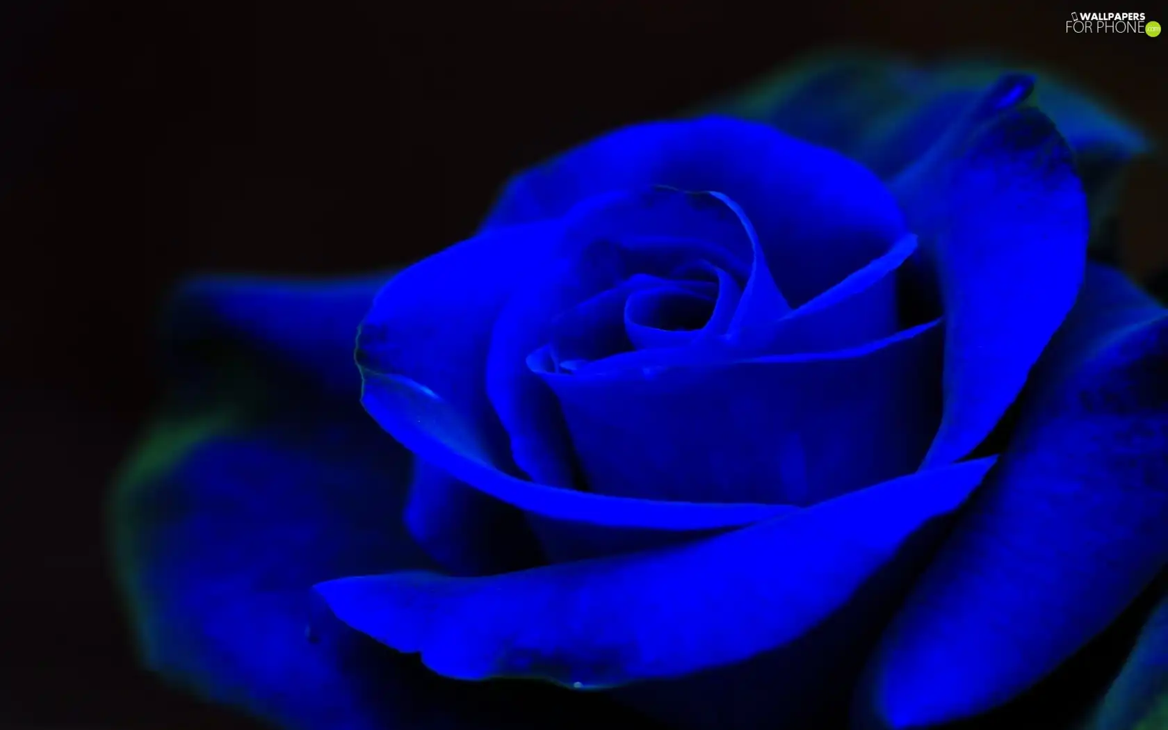 Blue, rose