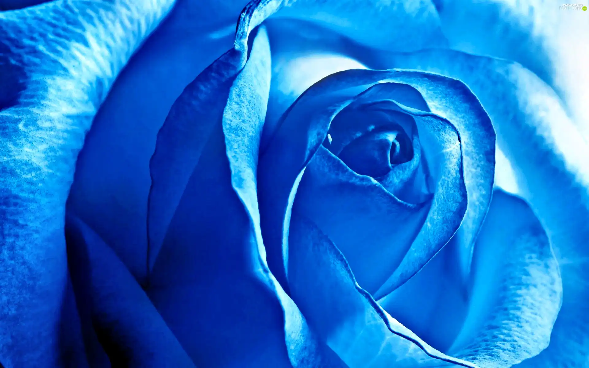 Blue, rose