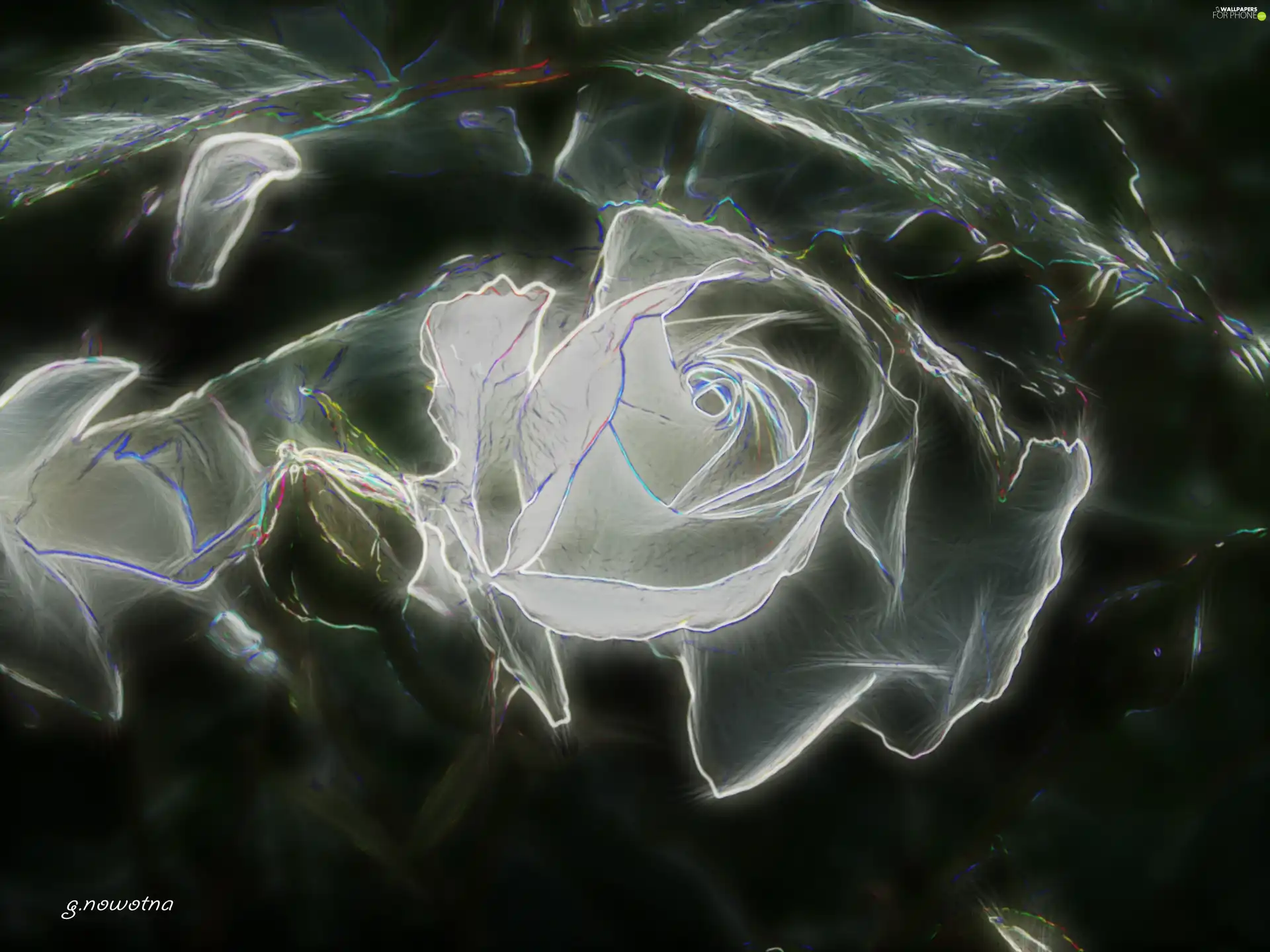 clear, rose