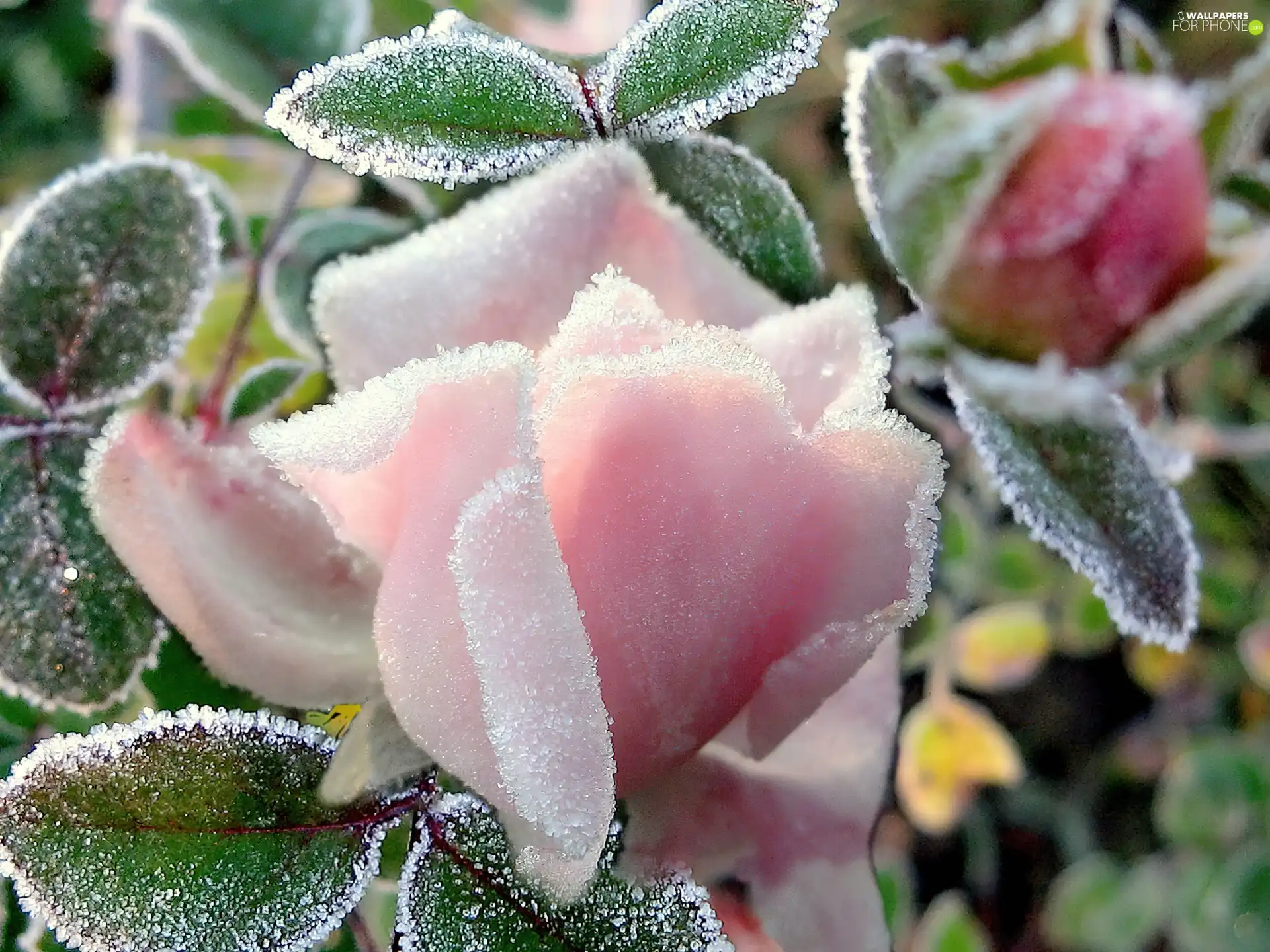 Frozen, Pink, rose, Colourfull Flowers