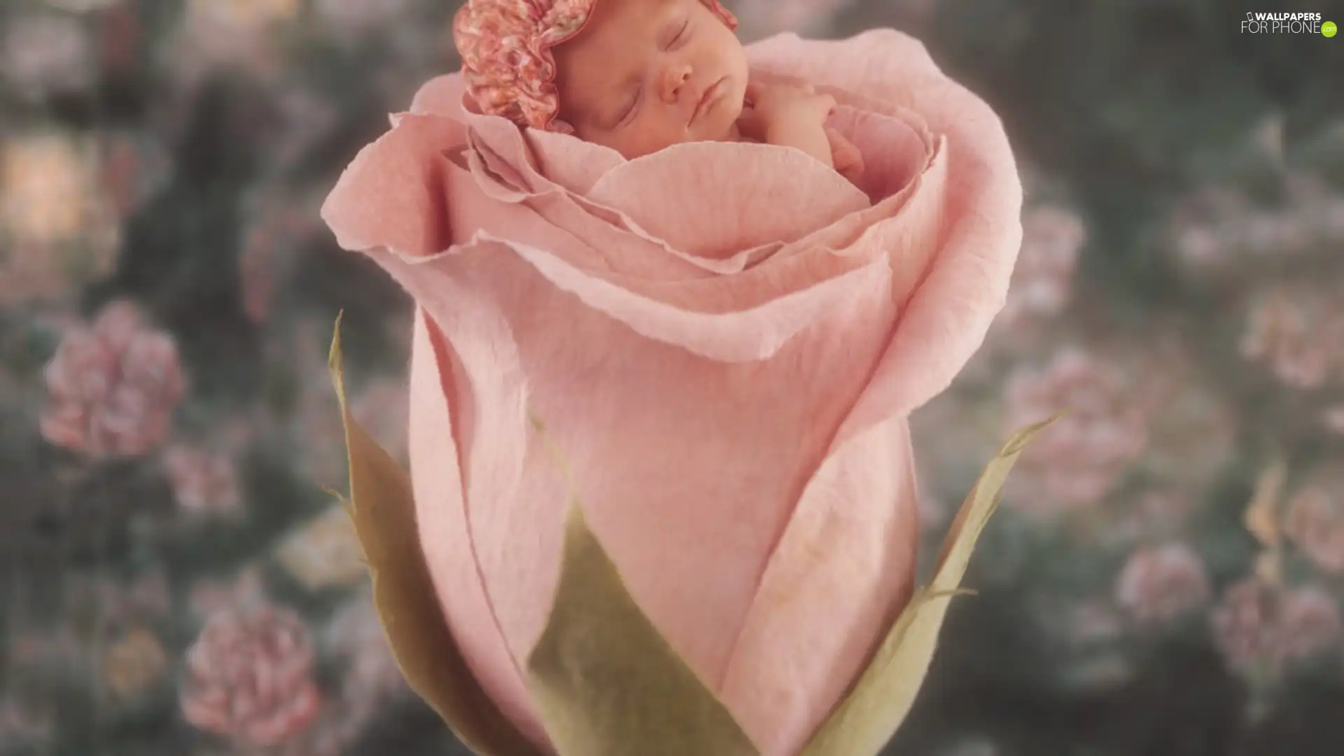 Kid, Colourfull Flowers, rose