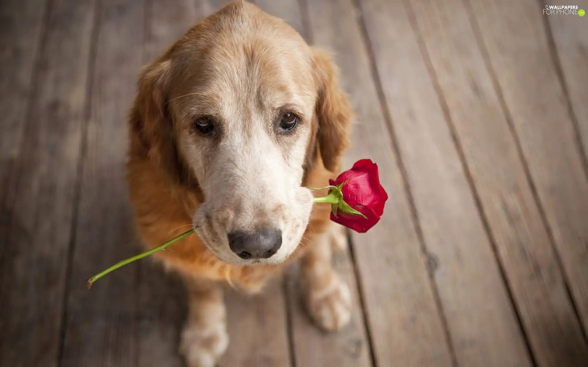 dog, red hot, rose, floor