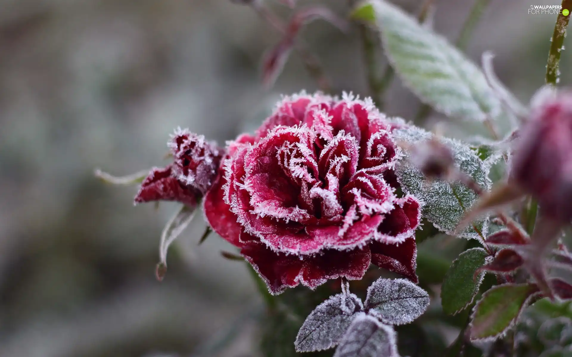 frosted, rose