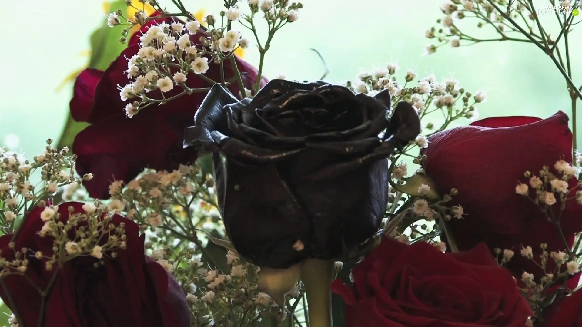 rose, Gipsówka, roses, black, Red