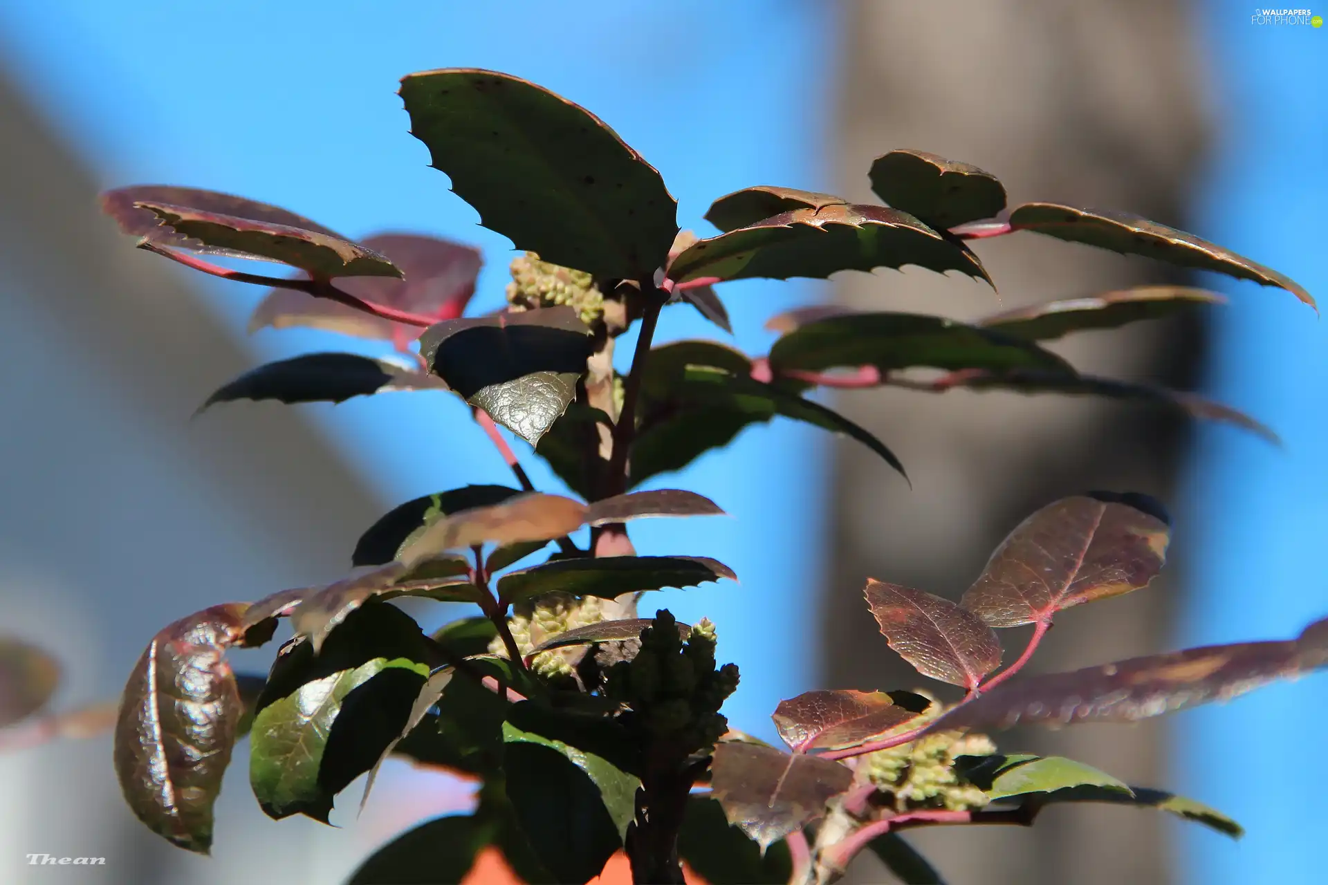 Leaf, rose