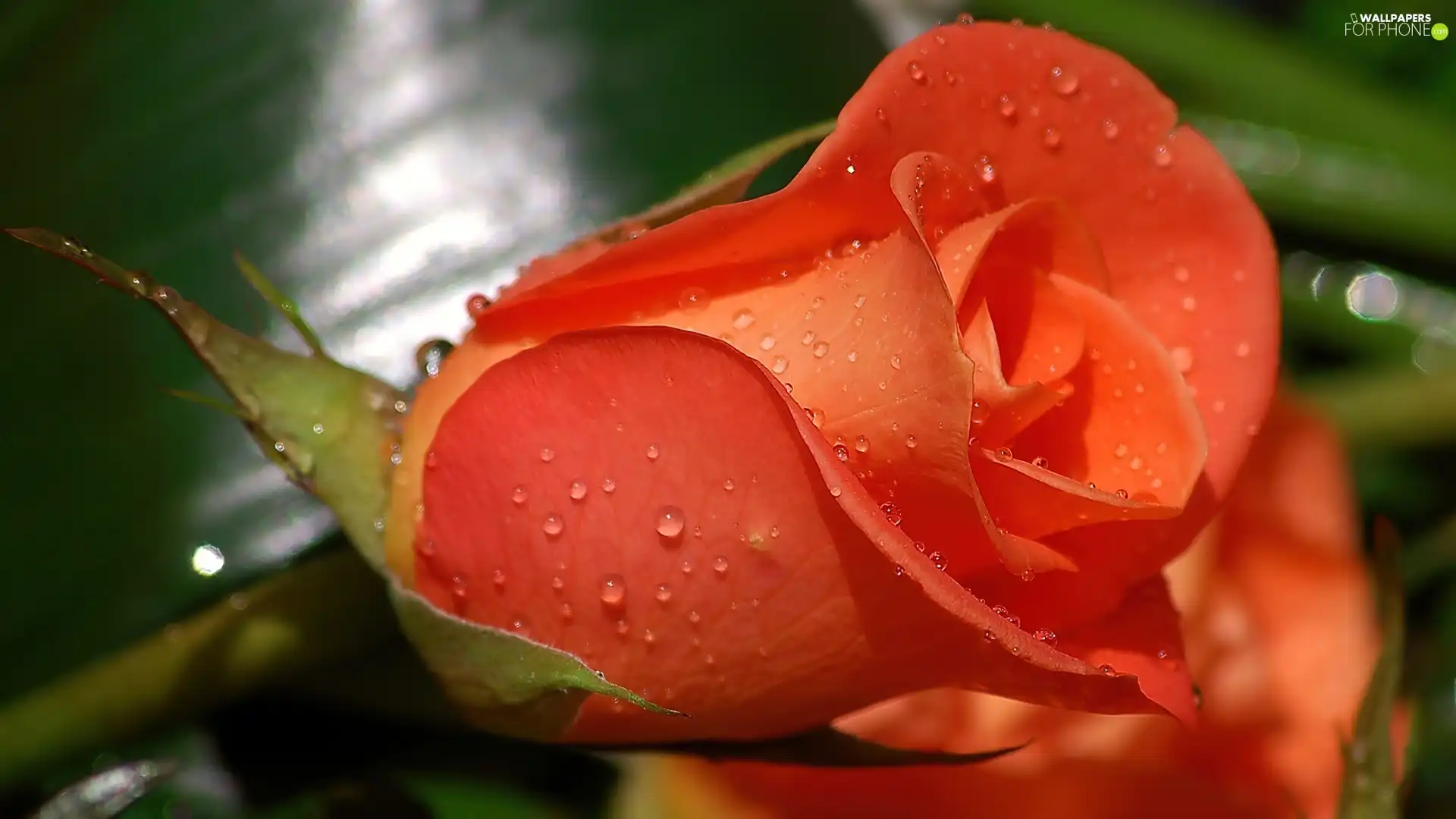 rose, Lonely, Orange