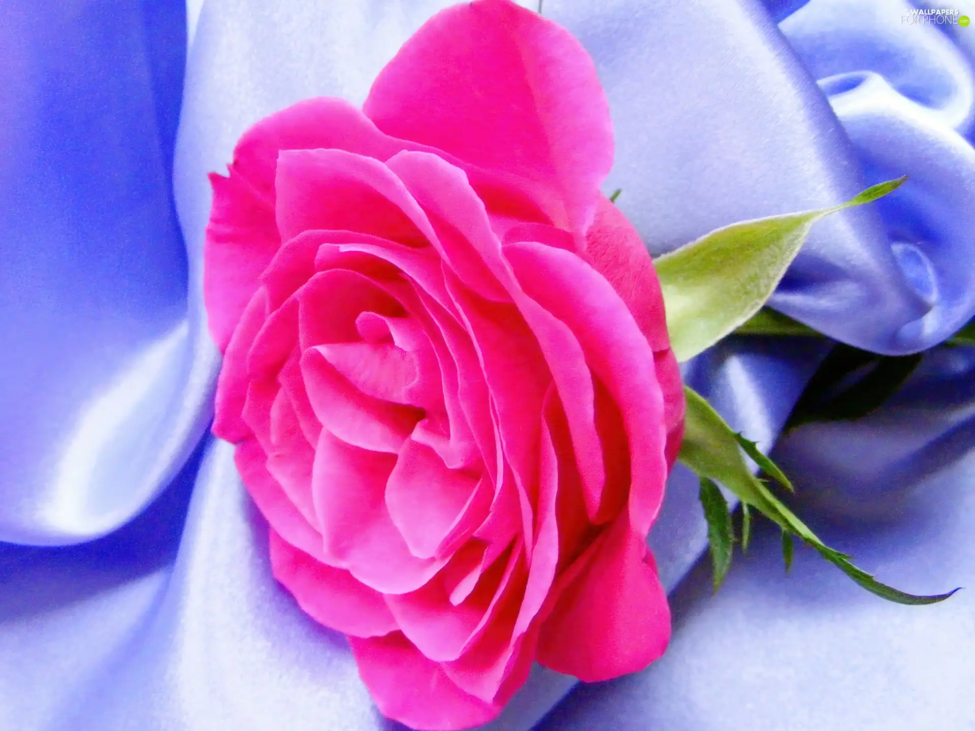 Pink, rose