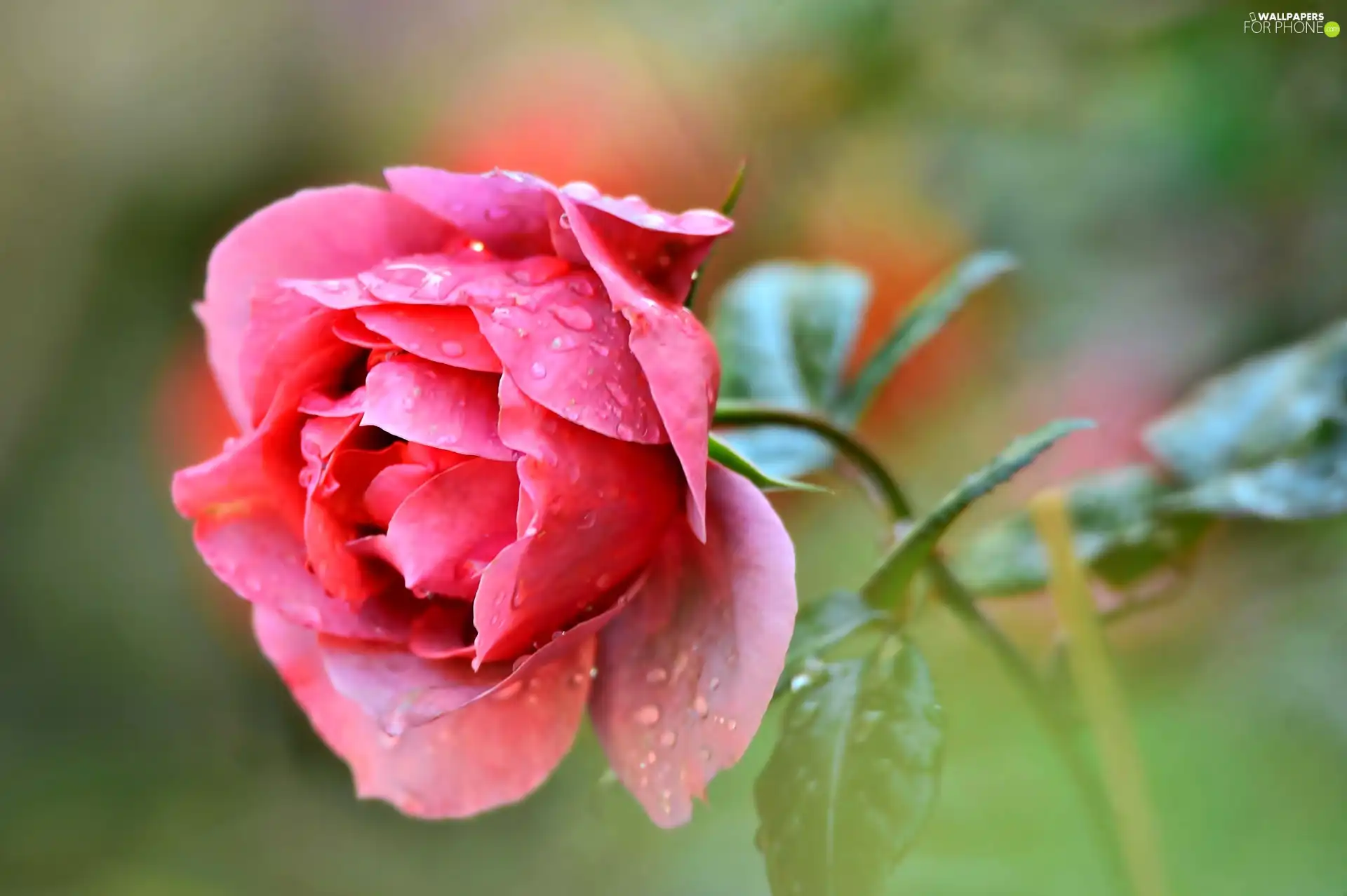 Pink, rose