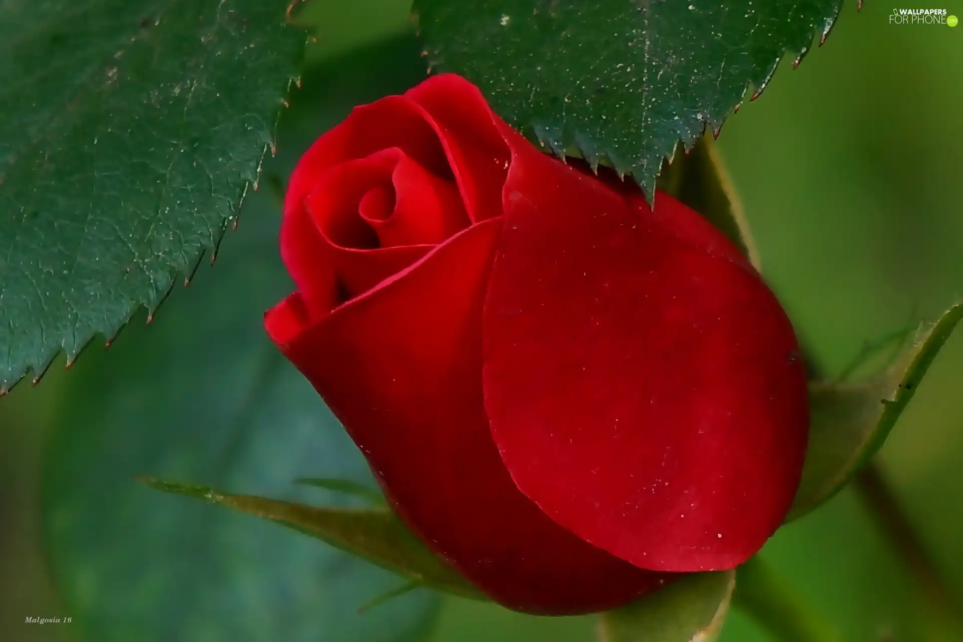 flakes, red hot, rose