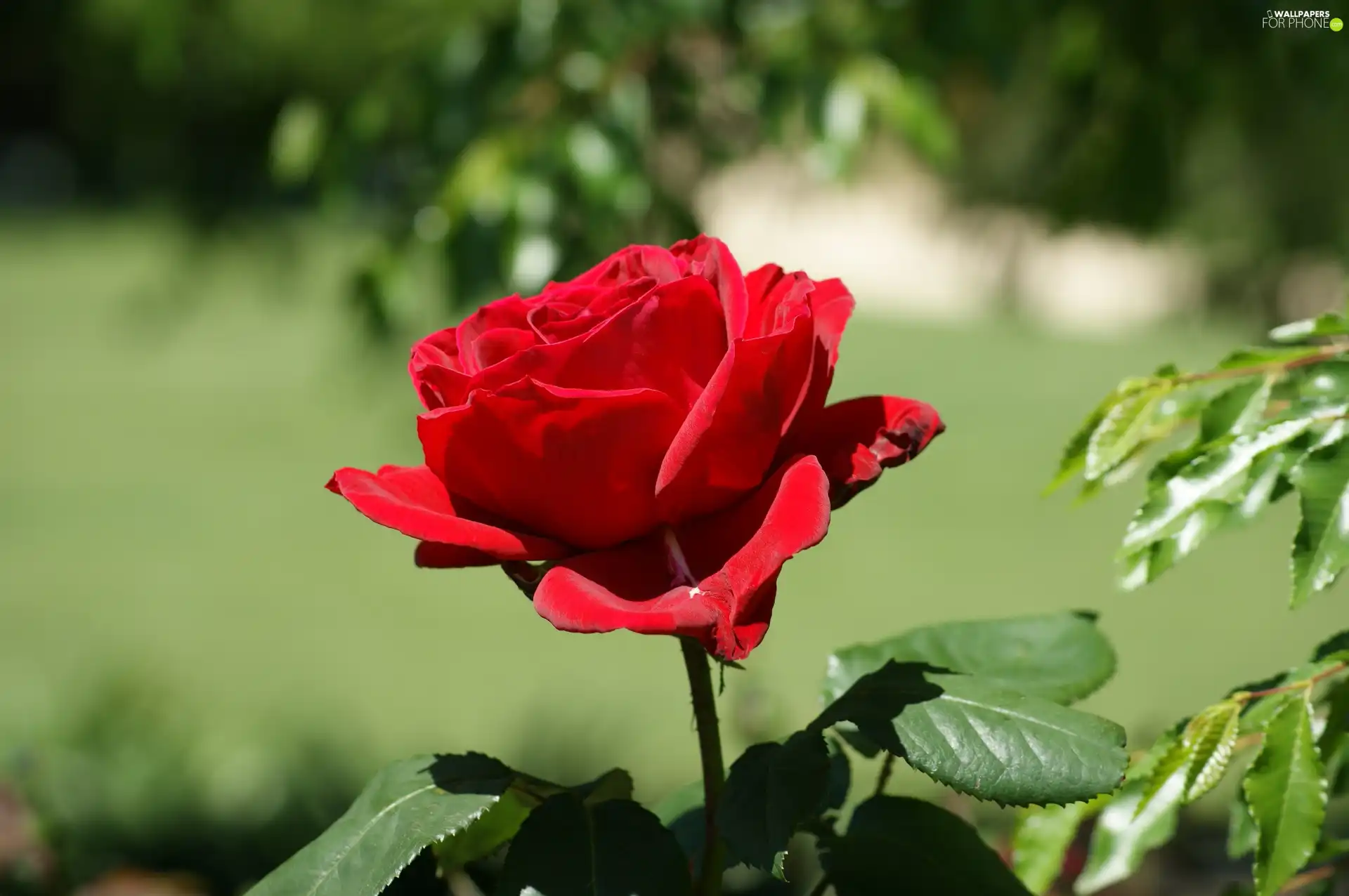 leaves, red hot, rose