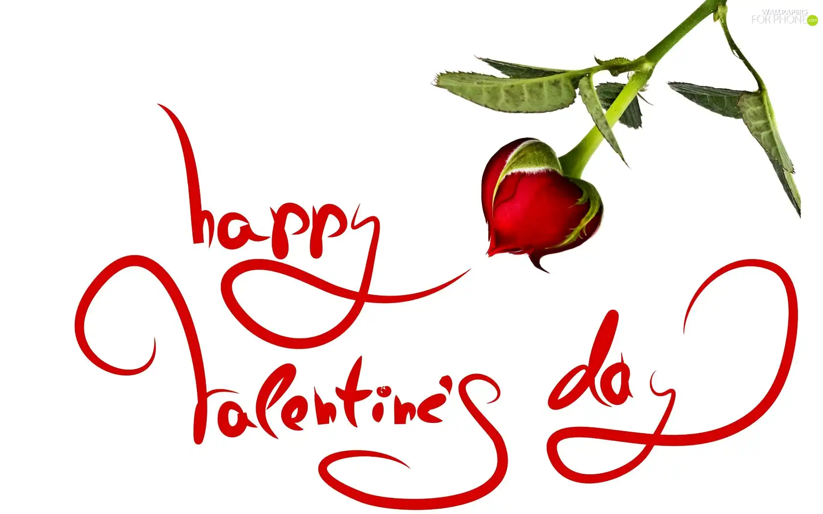 text, red hot, rose