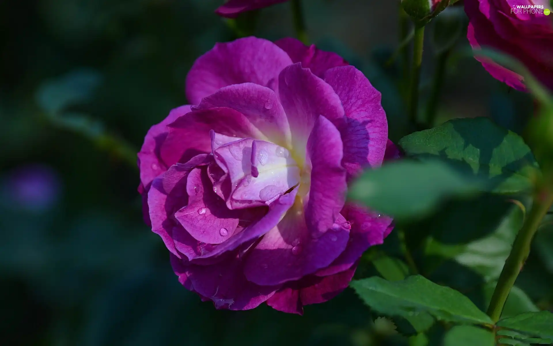 Violet, rose