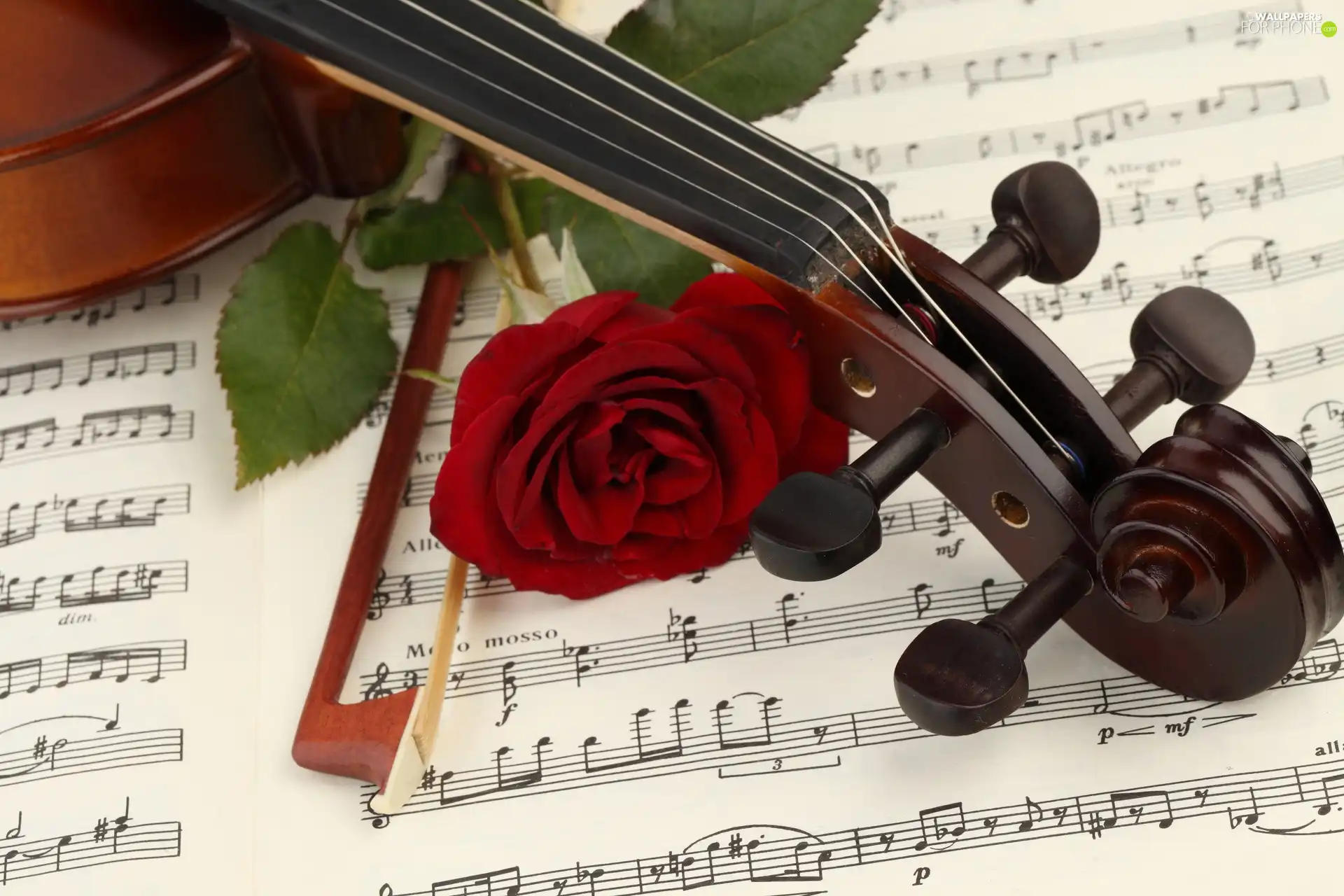 violin, Tunes, rose, bow - For phone wallpapers: 1920x1280