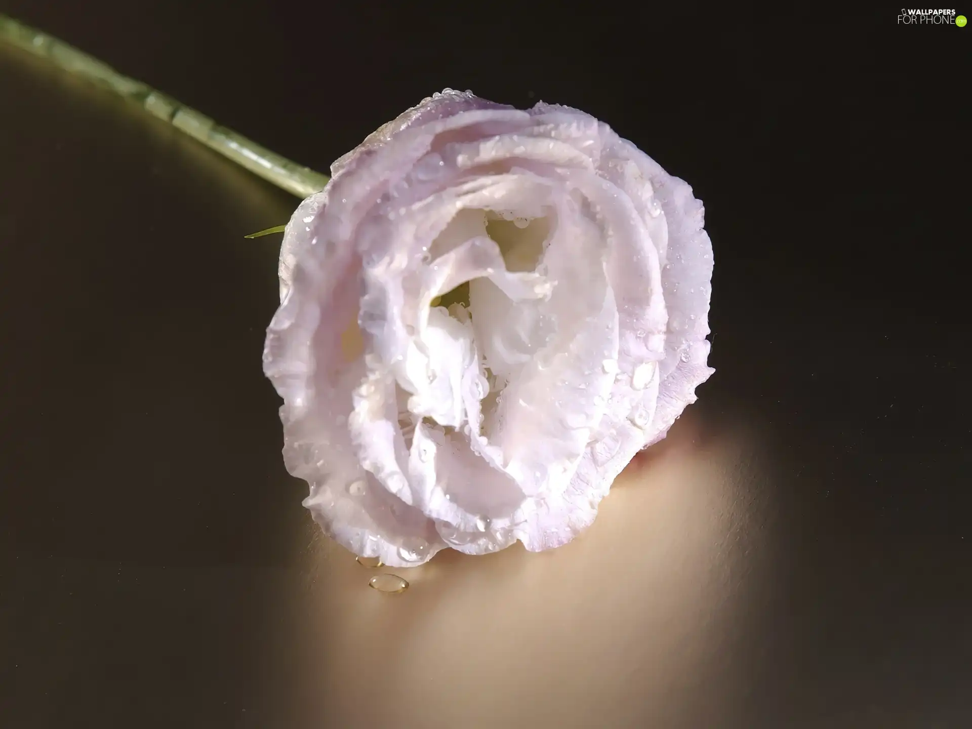 rose, White, WET