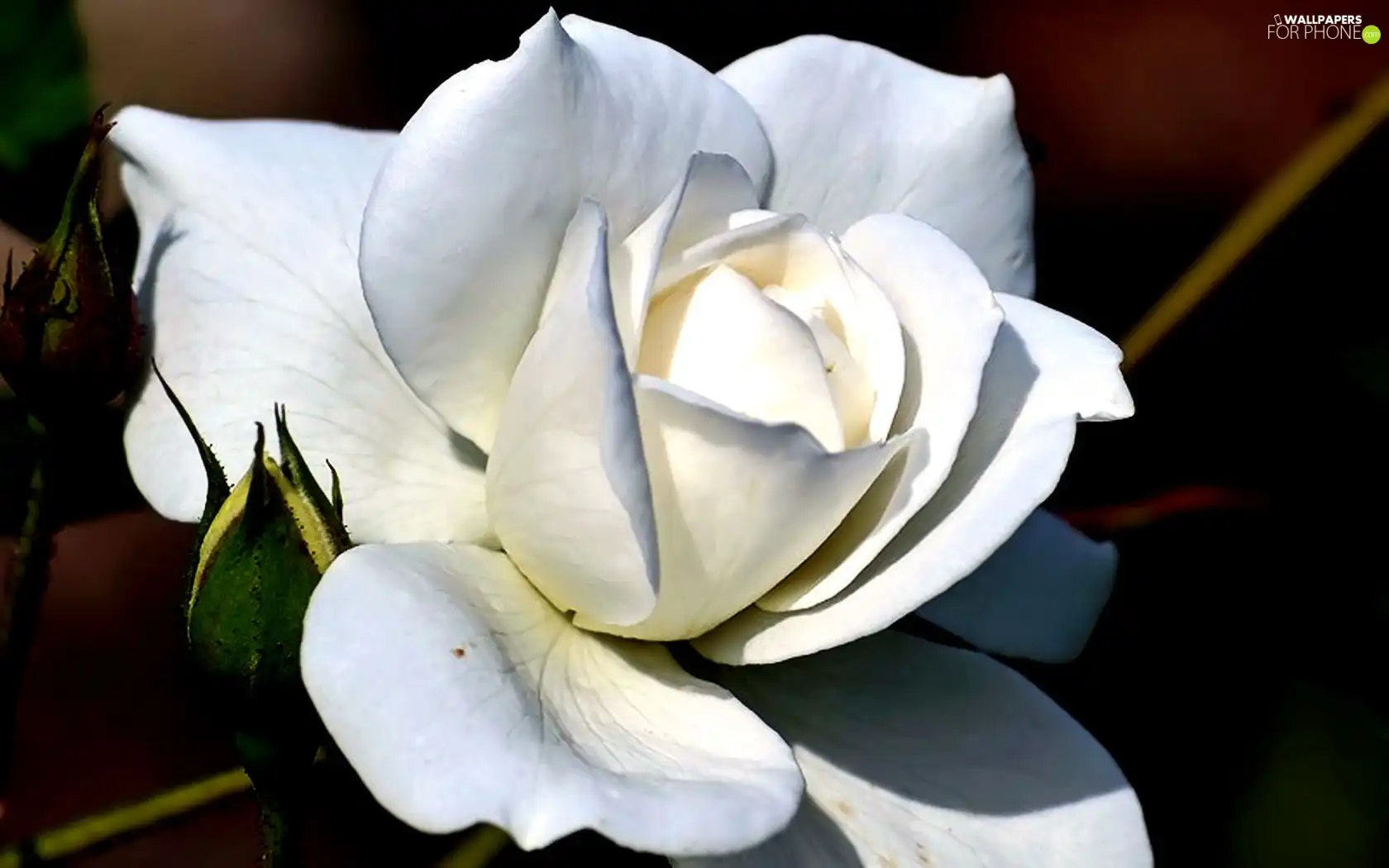 White, rose