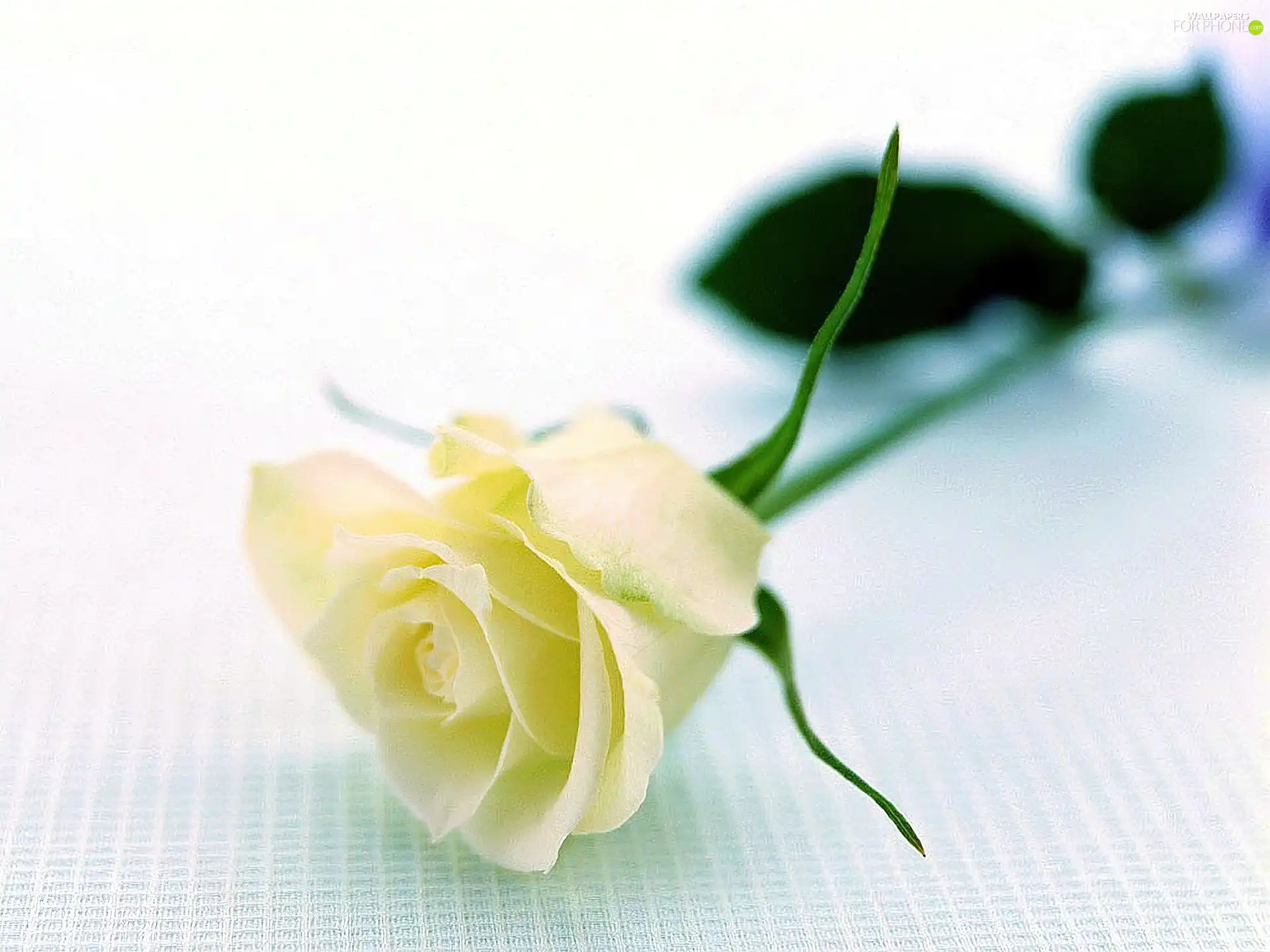 White, rose