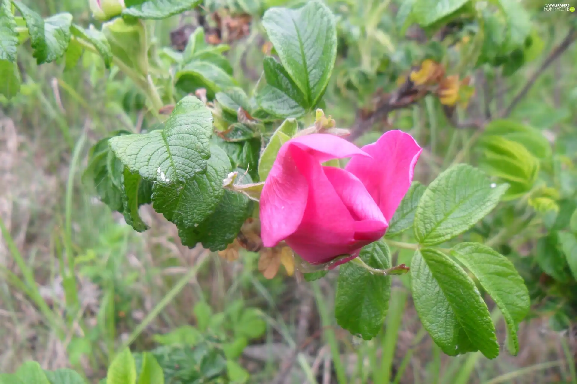 rose, bud, wild