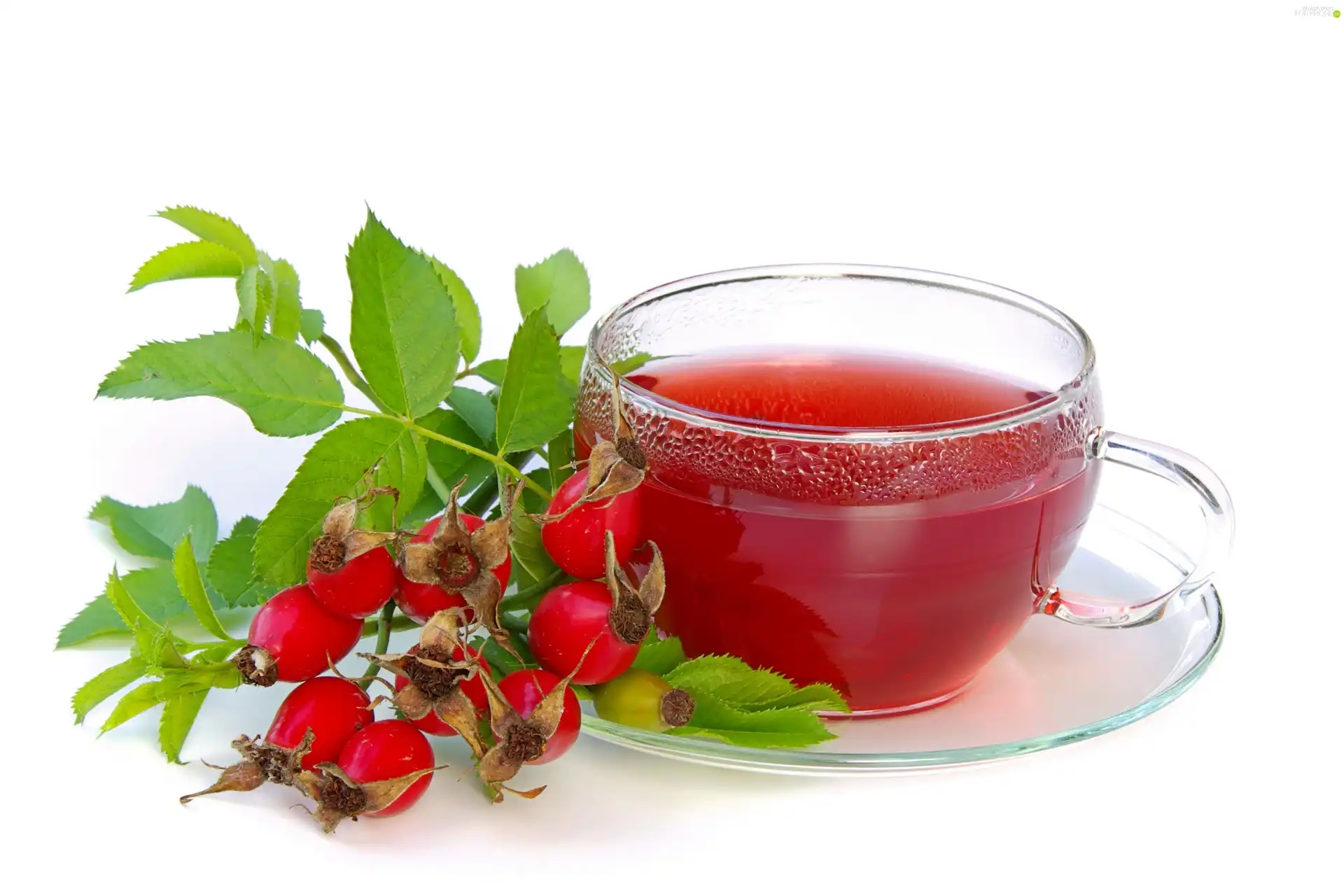 rose, tea, Wild
