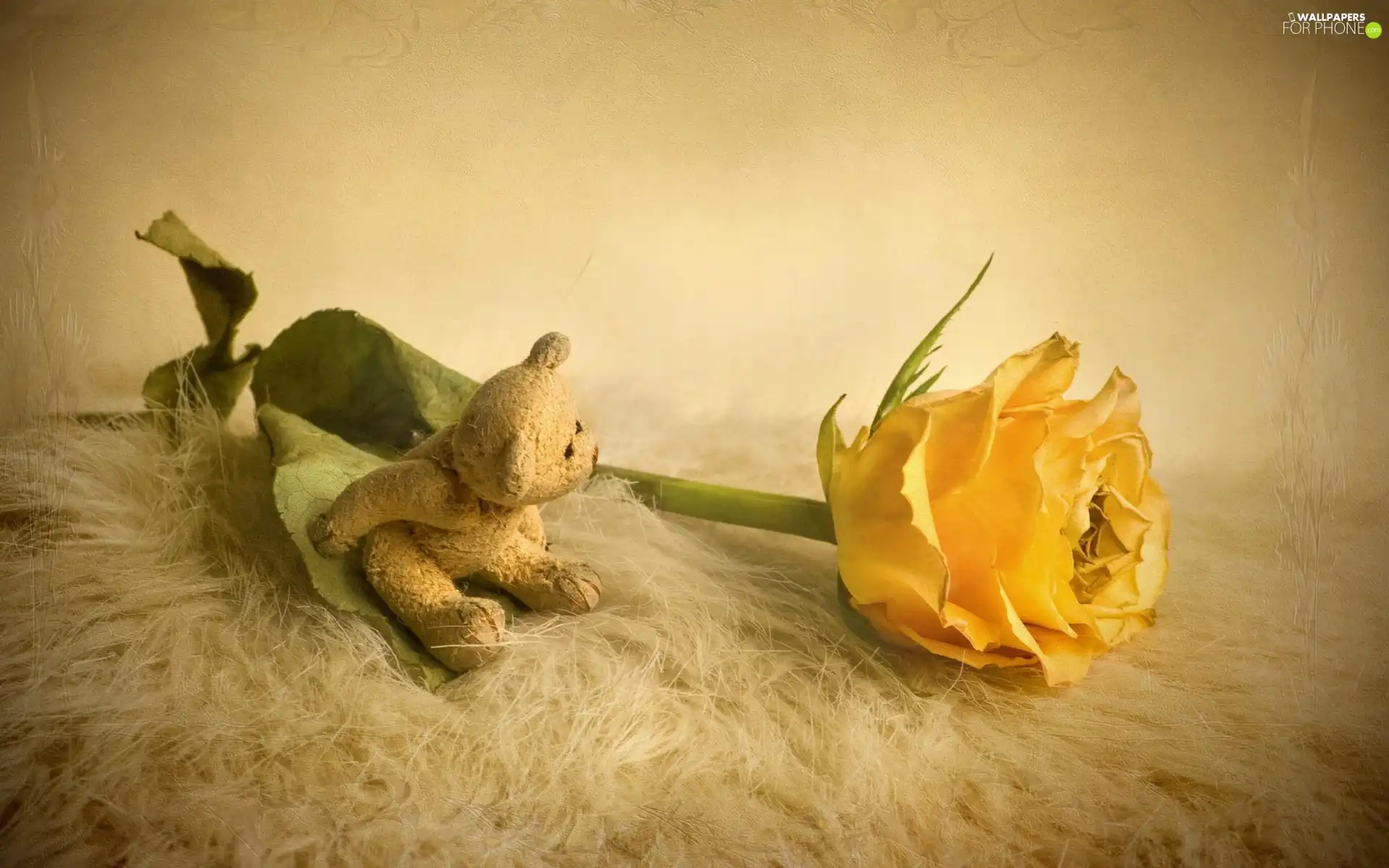 teddy bear, Yellow Honda, rose