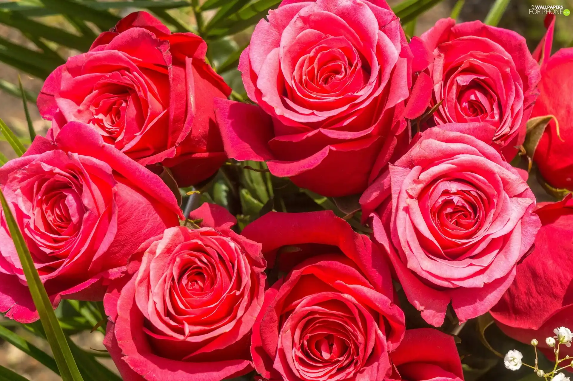 roses, Red, bloom
