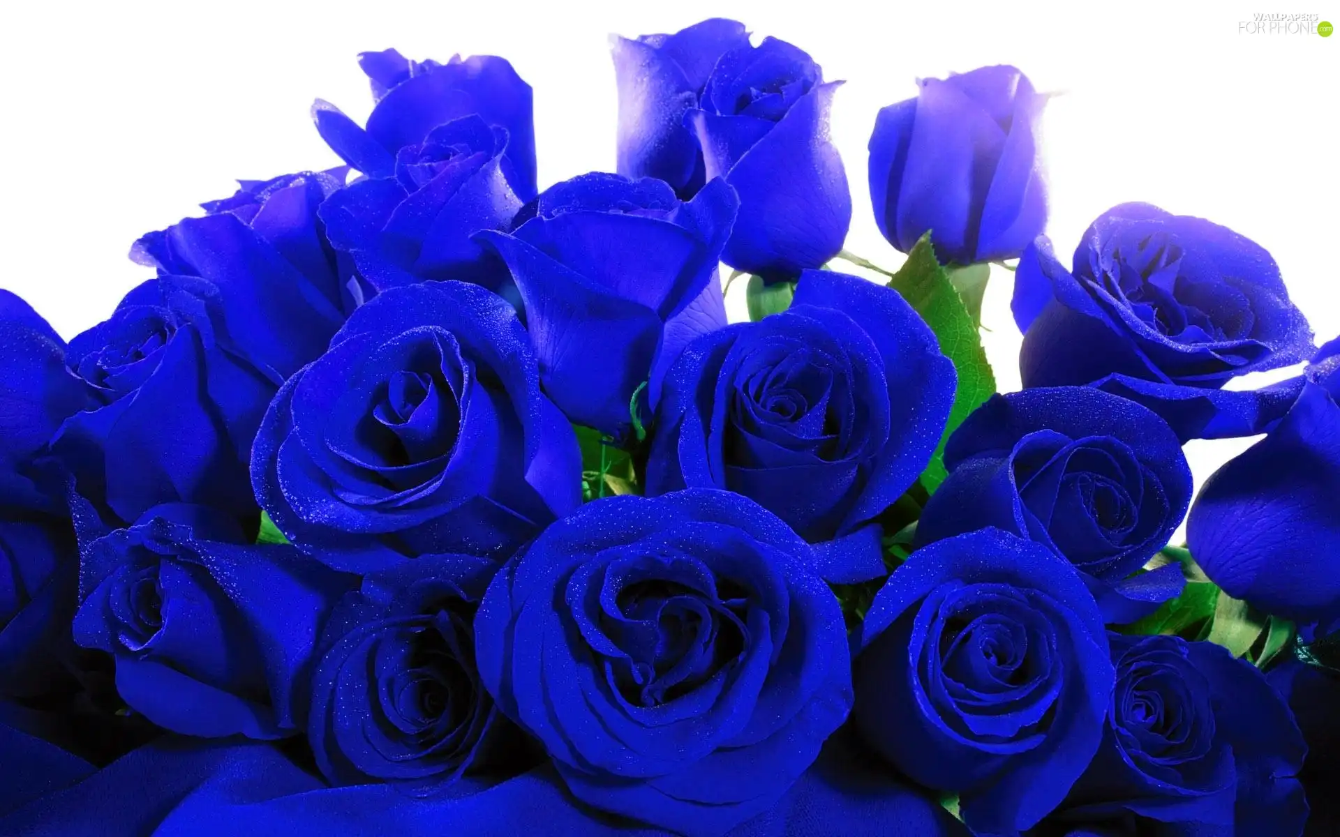Blue, roses