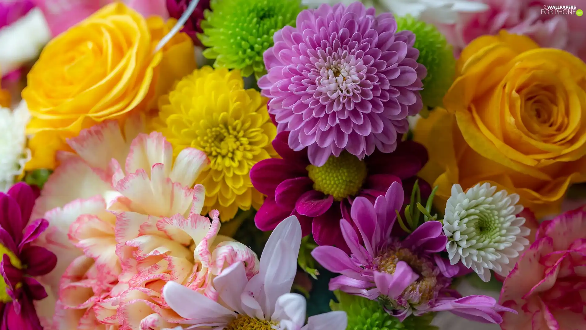 pink, roses, Flowers, dahlias, color