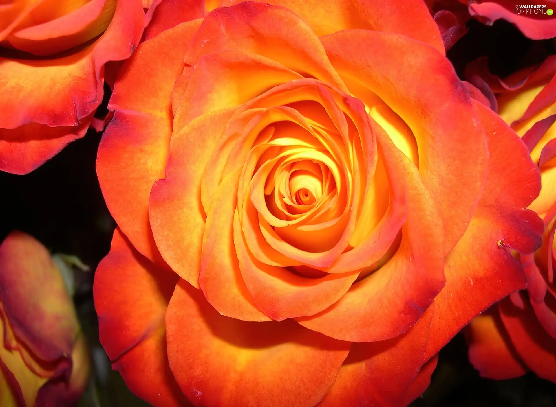 Orange, roses