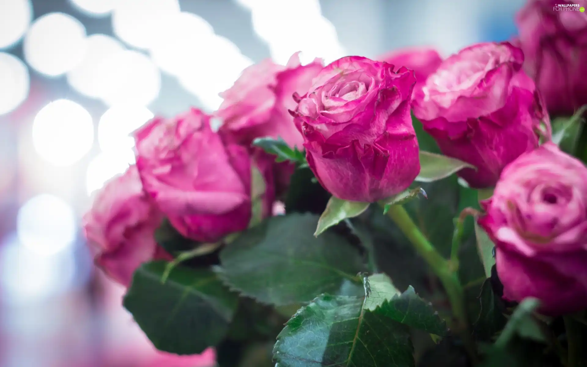 Pink, roses