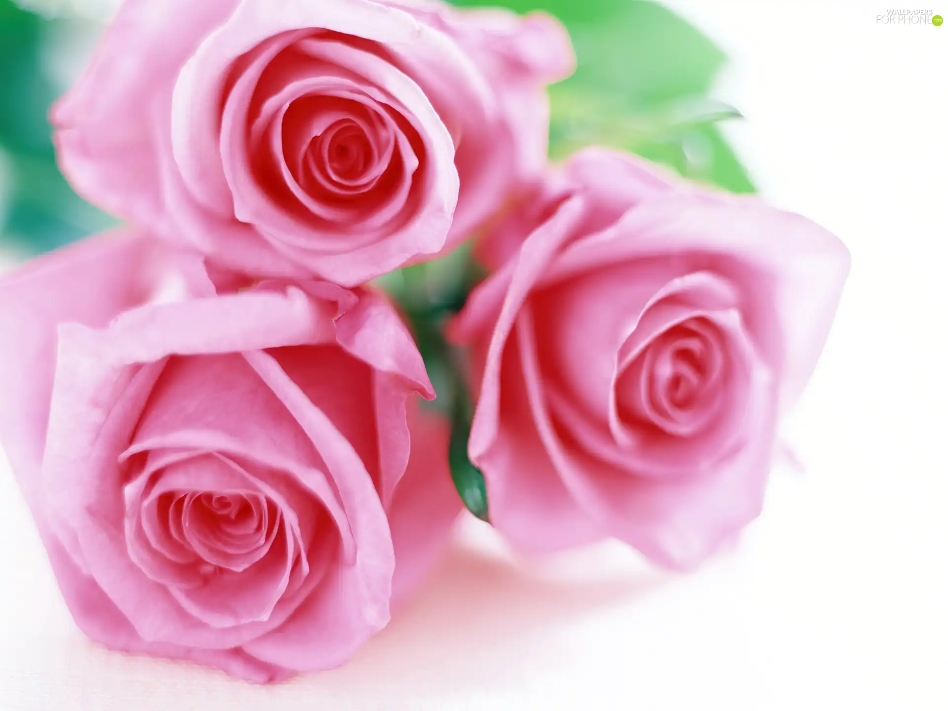 roses, Three, Pink