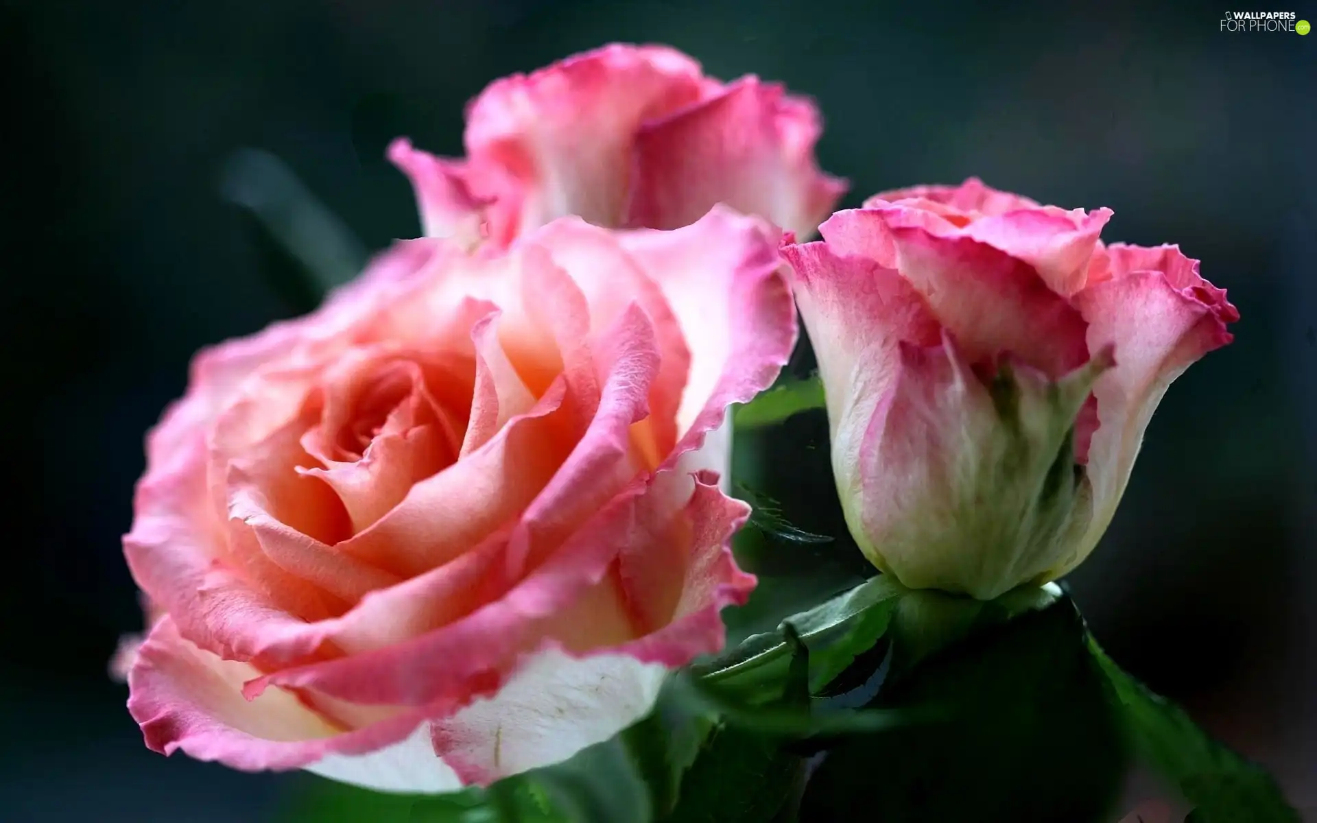 roses, Three, Pink