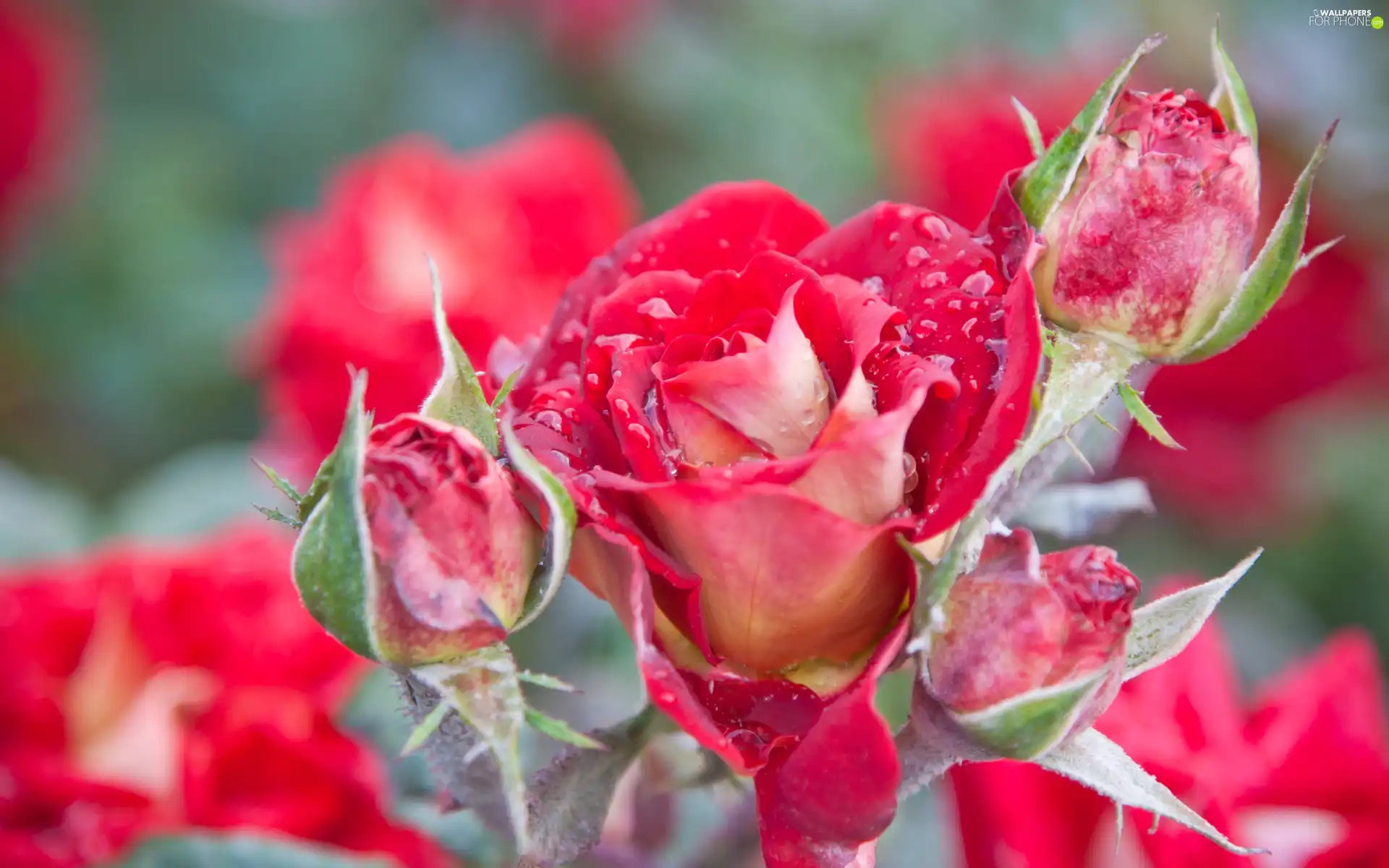 Red, roses