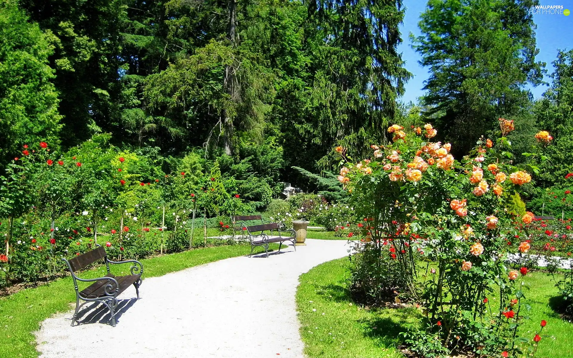 roses, summer, bench, flourishing, Park