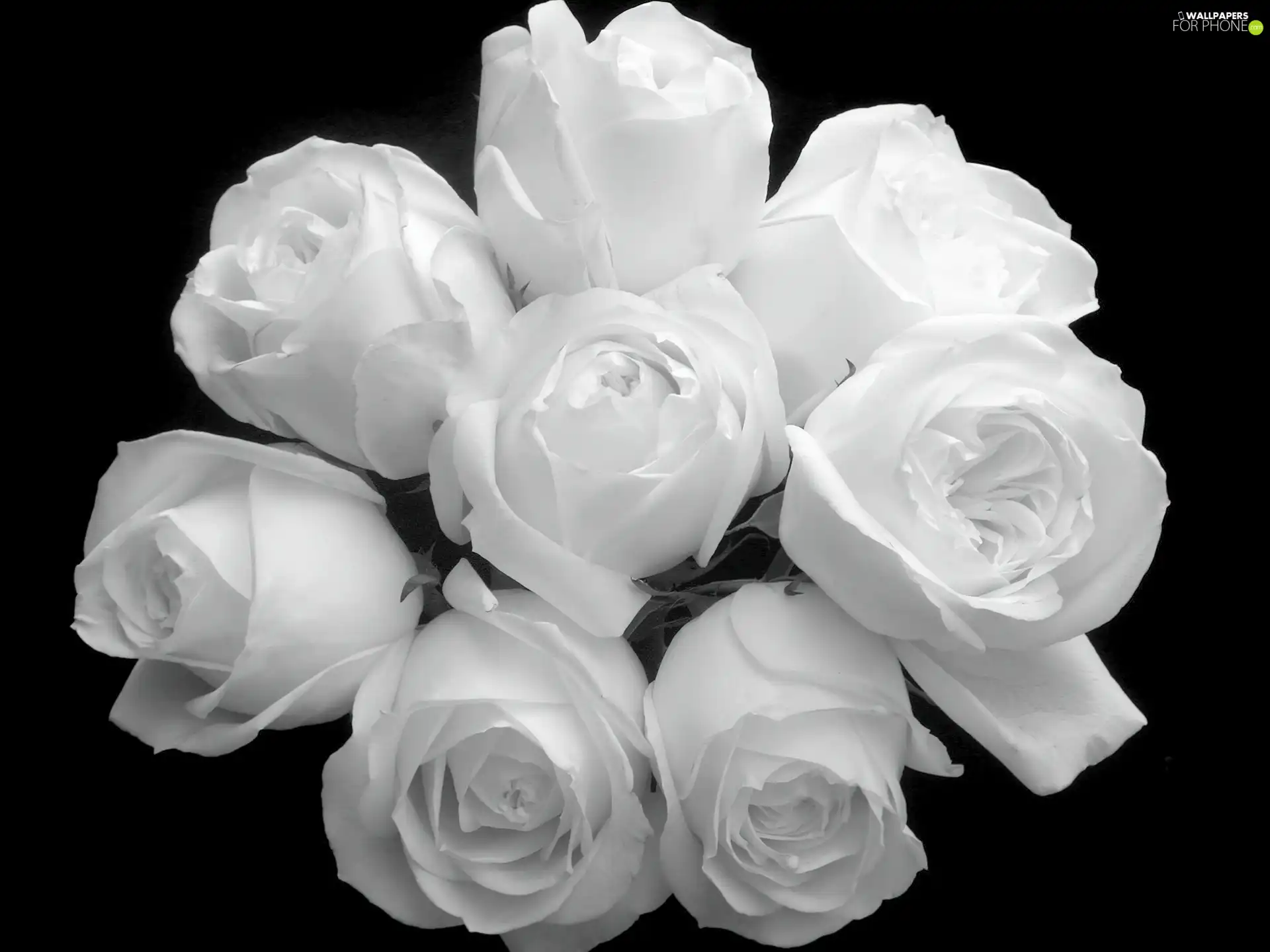 Black and white, bouquet, roses