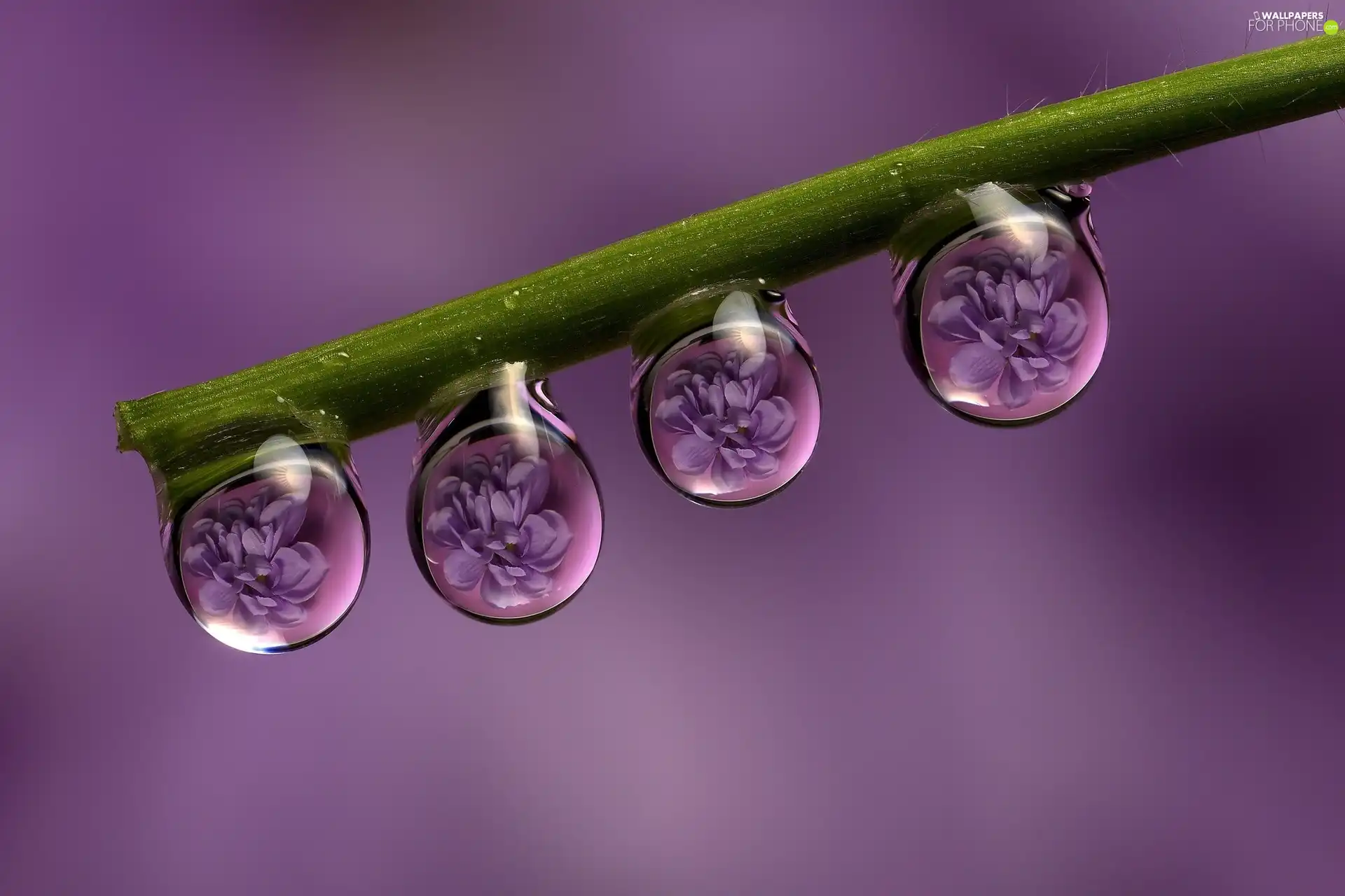 Close, drops, Rosy, twig