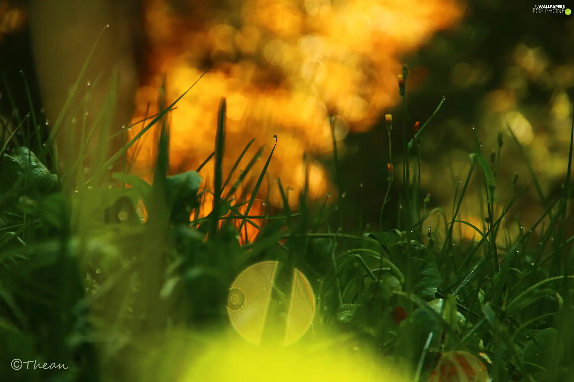 Rosy, grass, drops