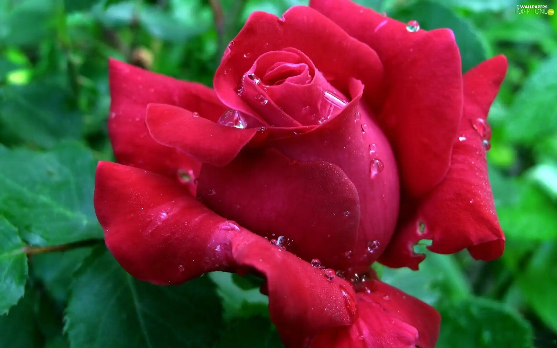 Rosy, rose, drops