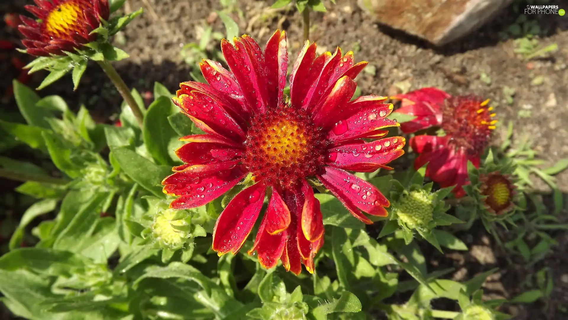 Colourfull Flowers, drops, Rosy, gaillardia aristata