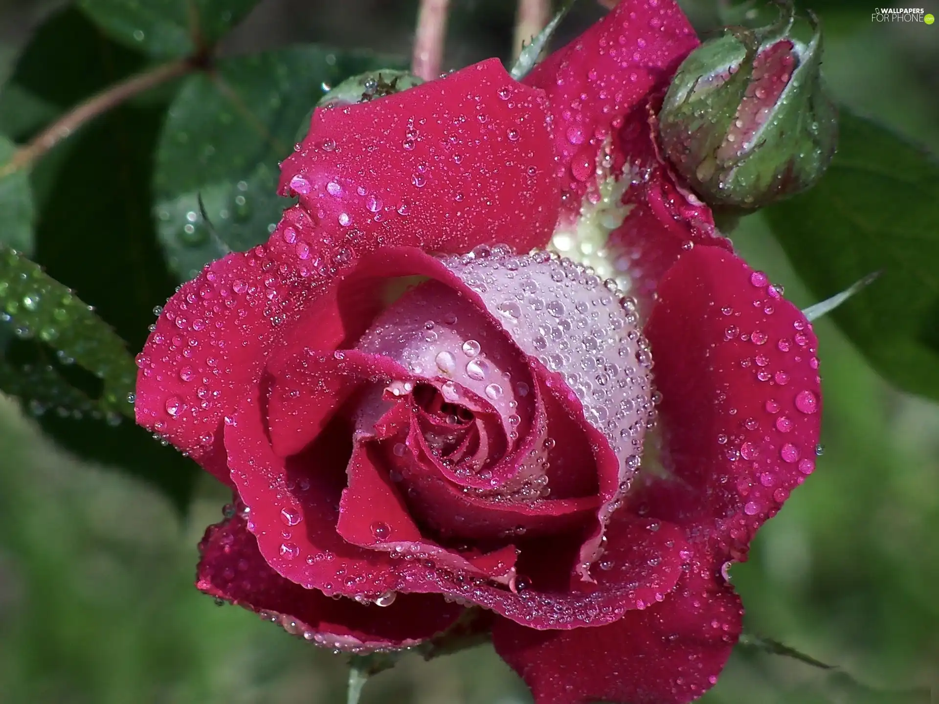 red hot, droplets, Rosy, rose