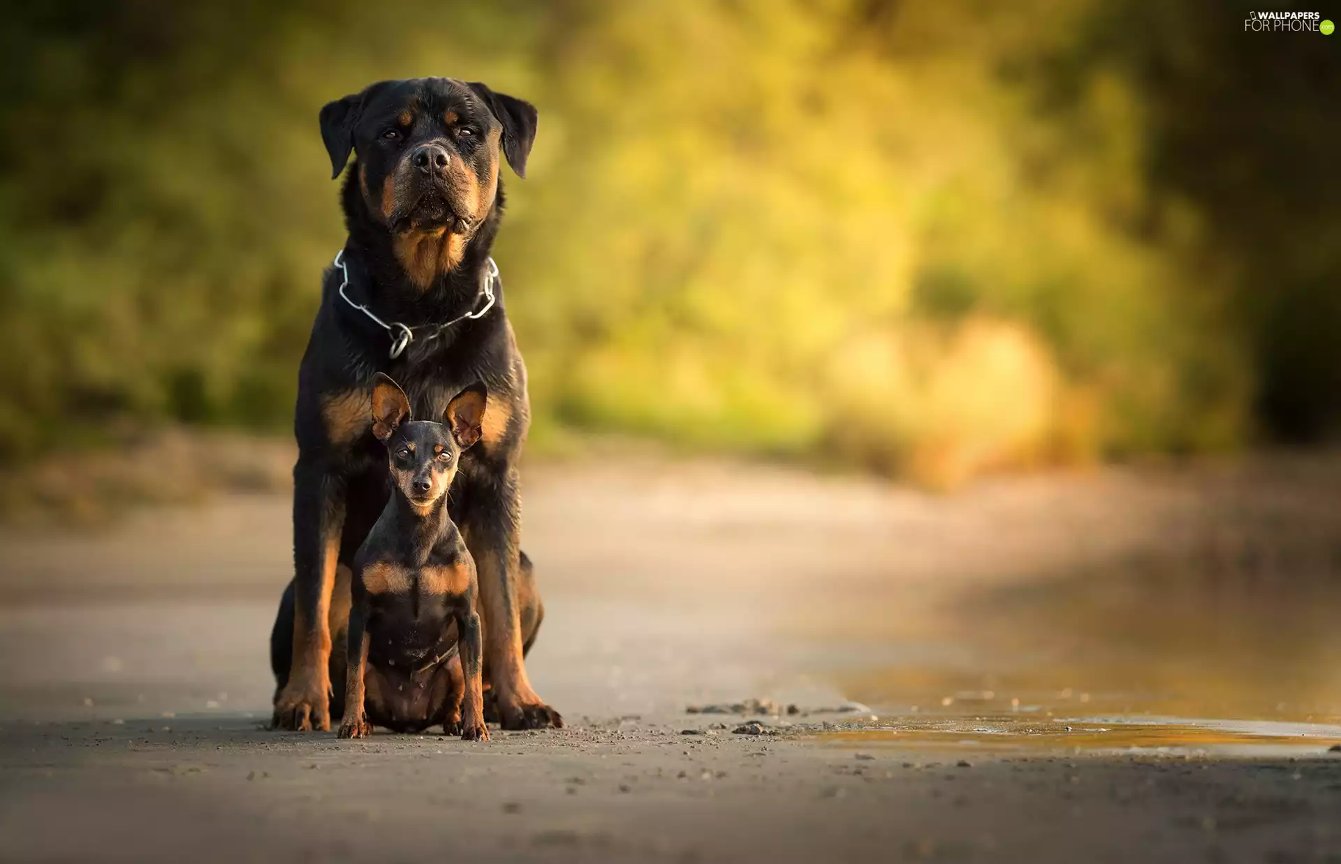 Rottweiler, miniature Pinscher