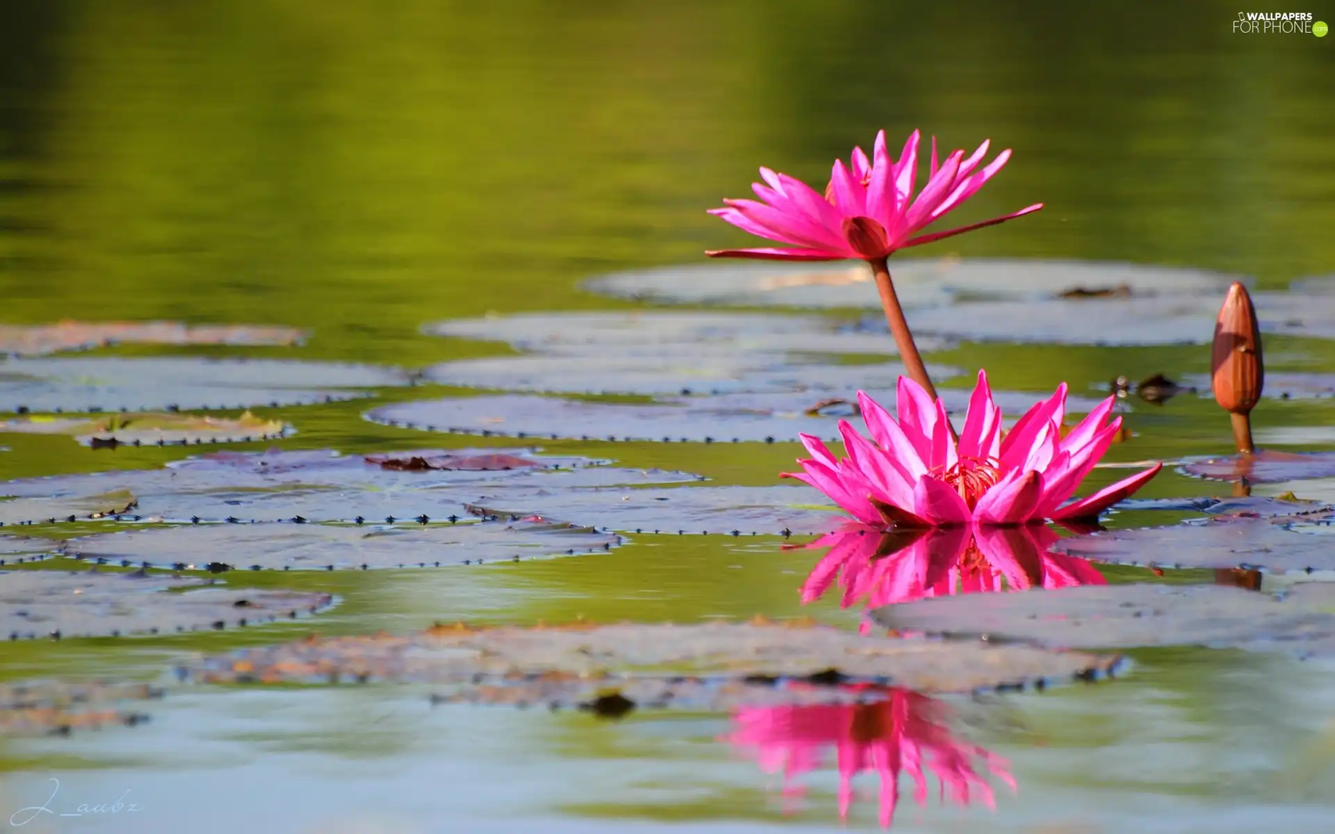 rouge, Lily, water