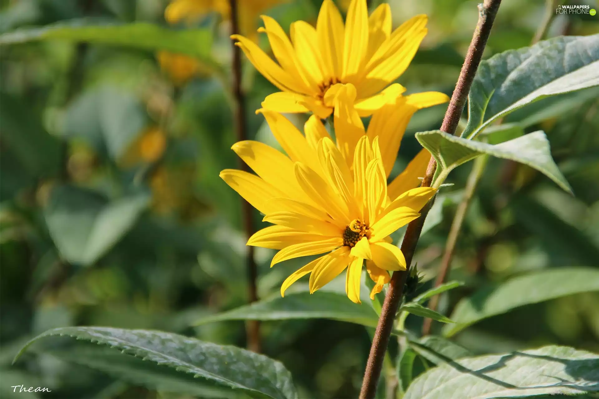 Sunflower, Rough, sunny, Flowers, Yellow