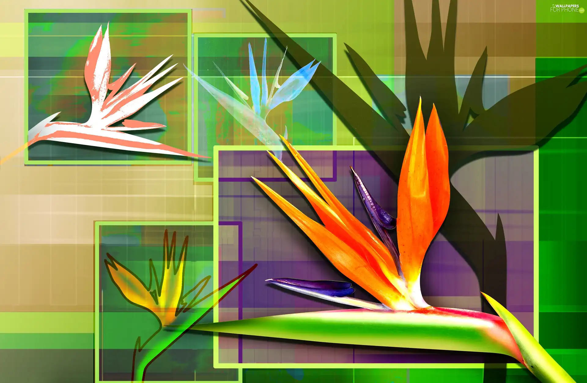 color, Strelitzia, Royal, Flowers