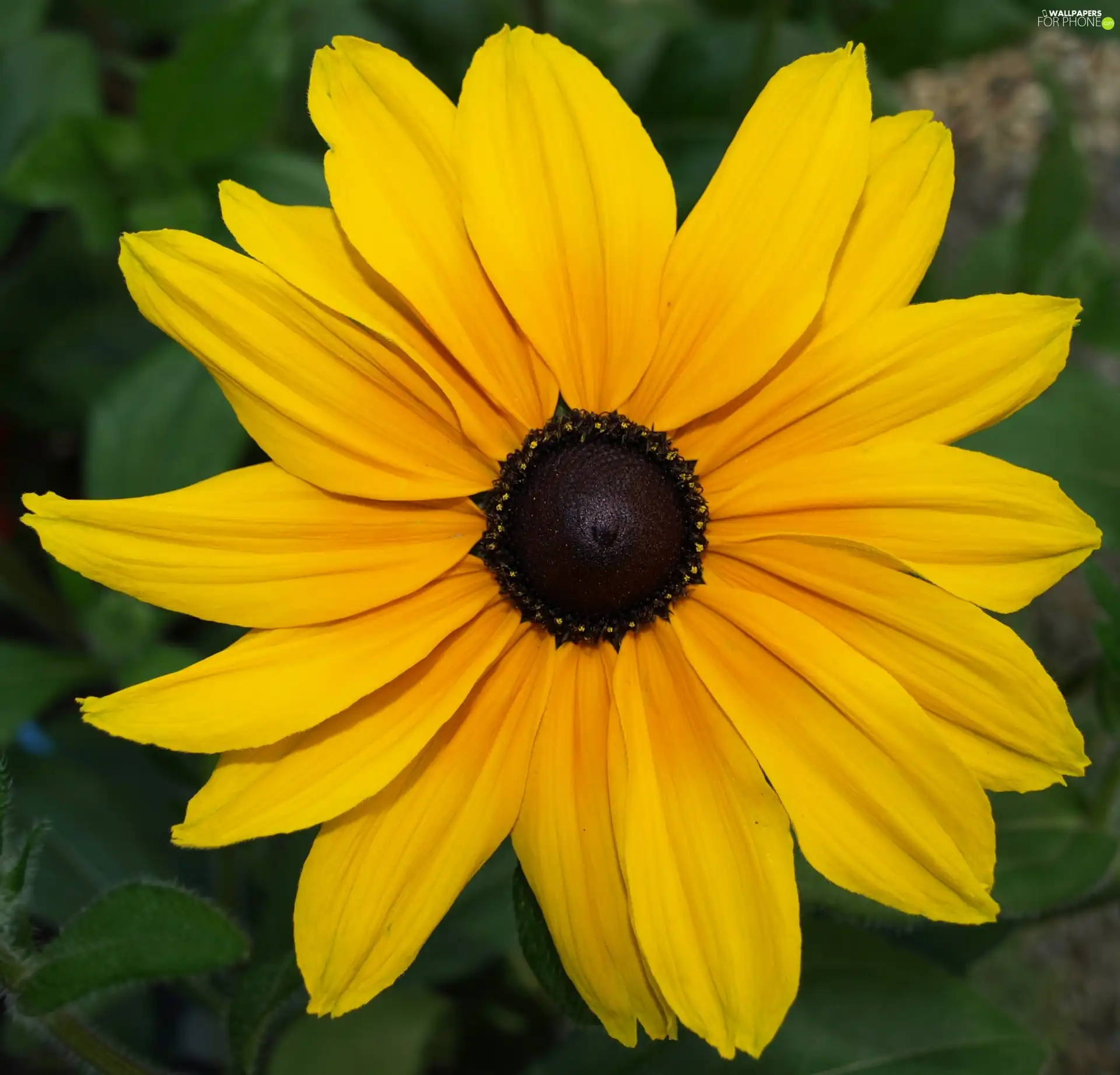 Rudbeckia brilliant