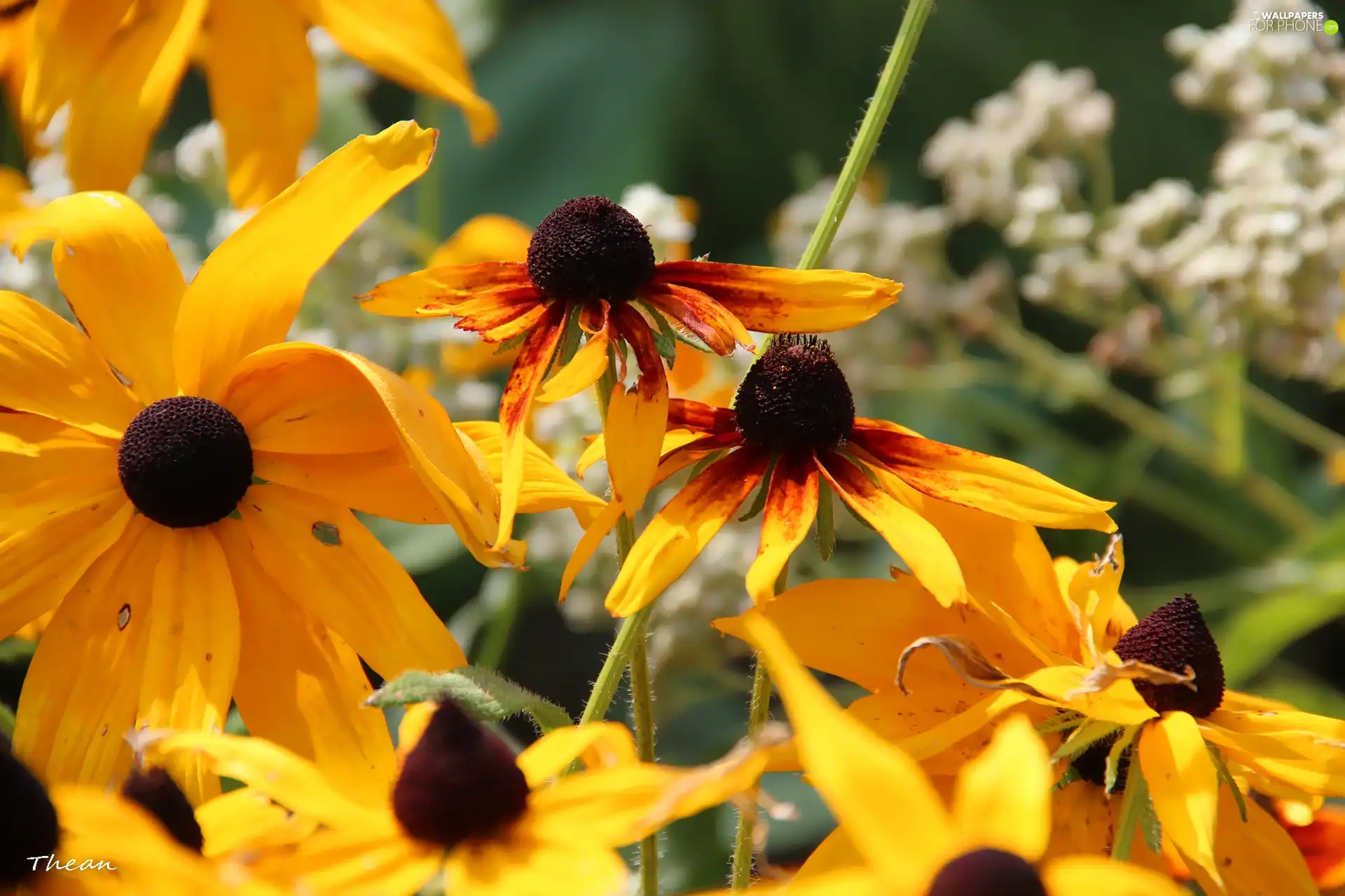 Rudbeckia, Yellow, Flowers