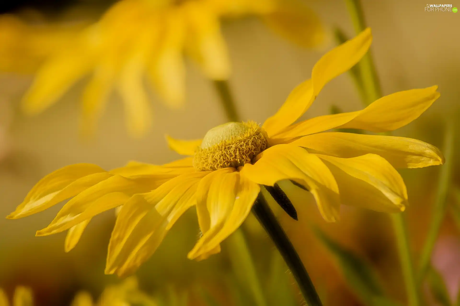 Yellow, Rudbeckia, rapprochement, Colourfull Flowers