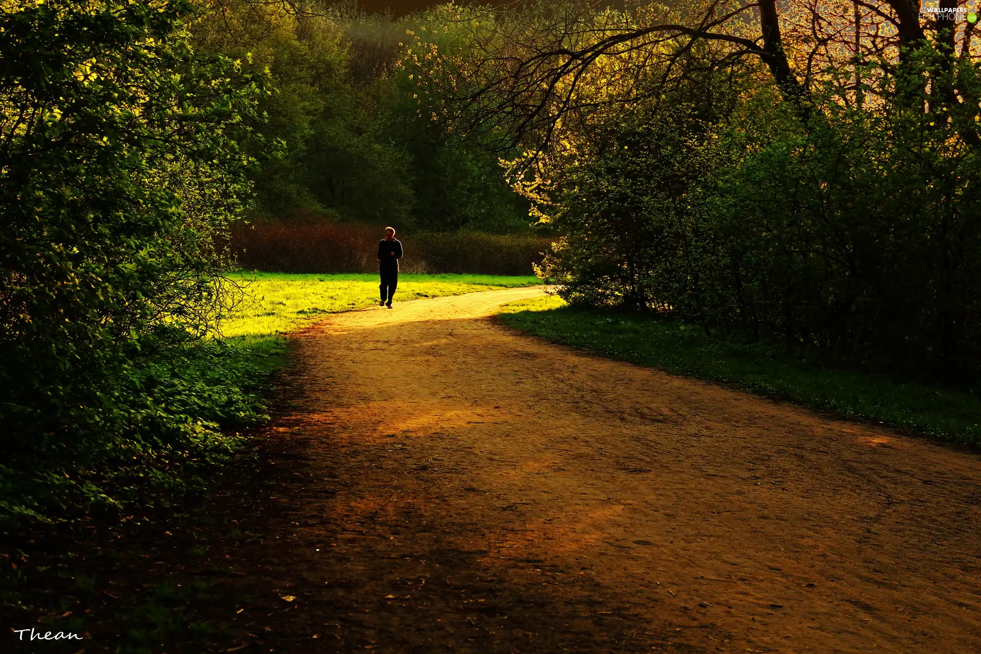 Path, viewes, runner, trees