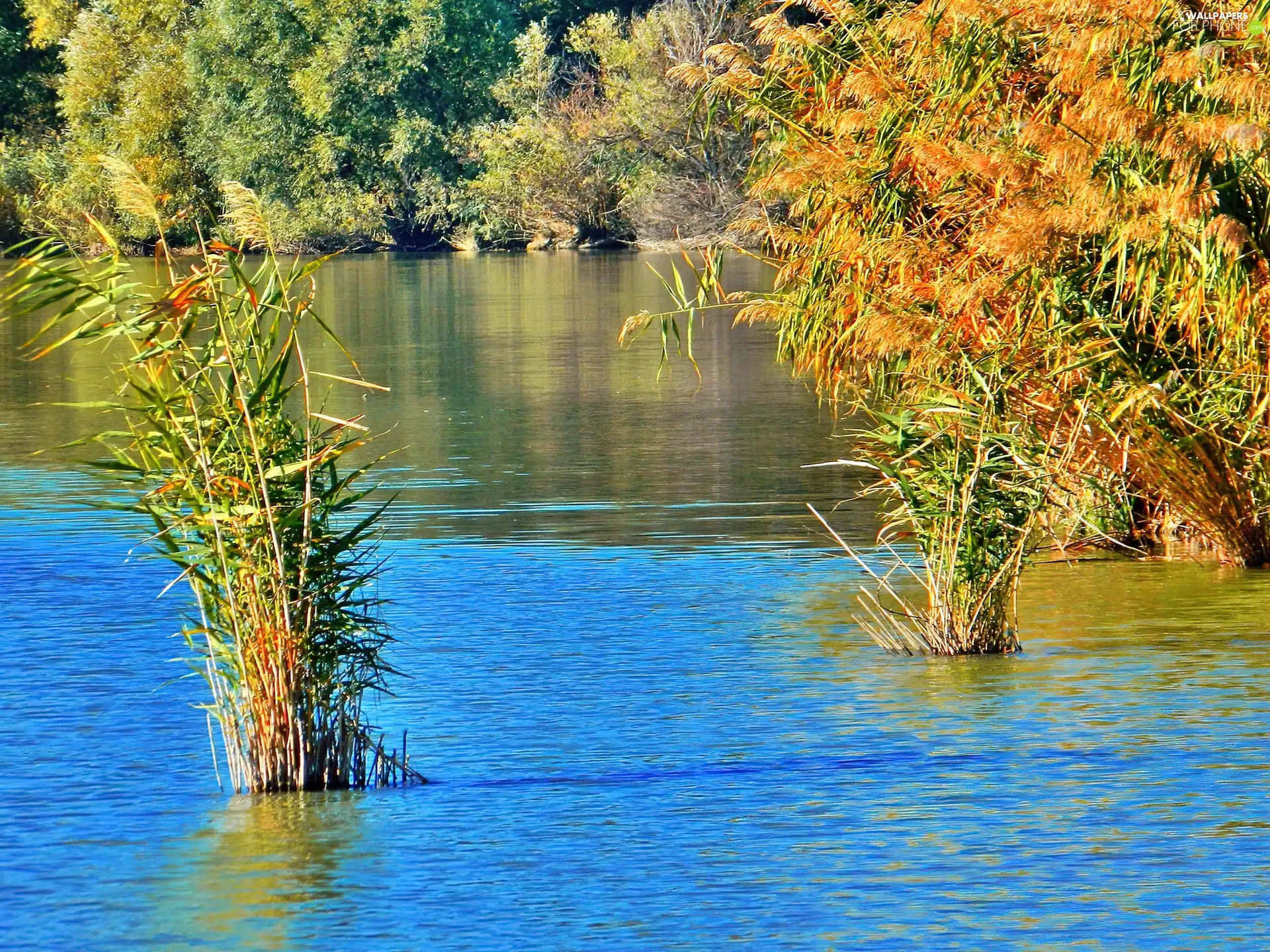 rushes, autumn, lake