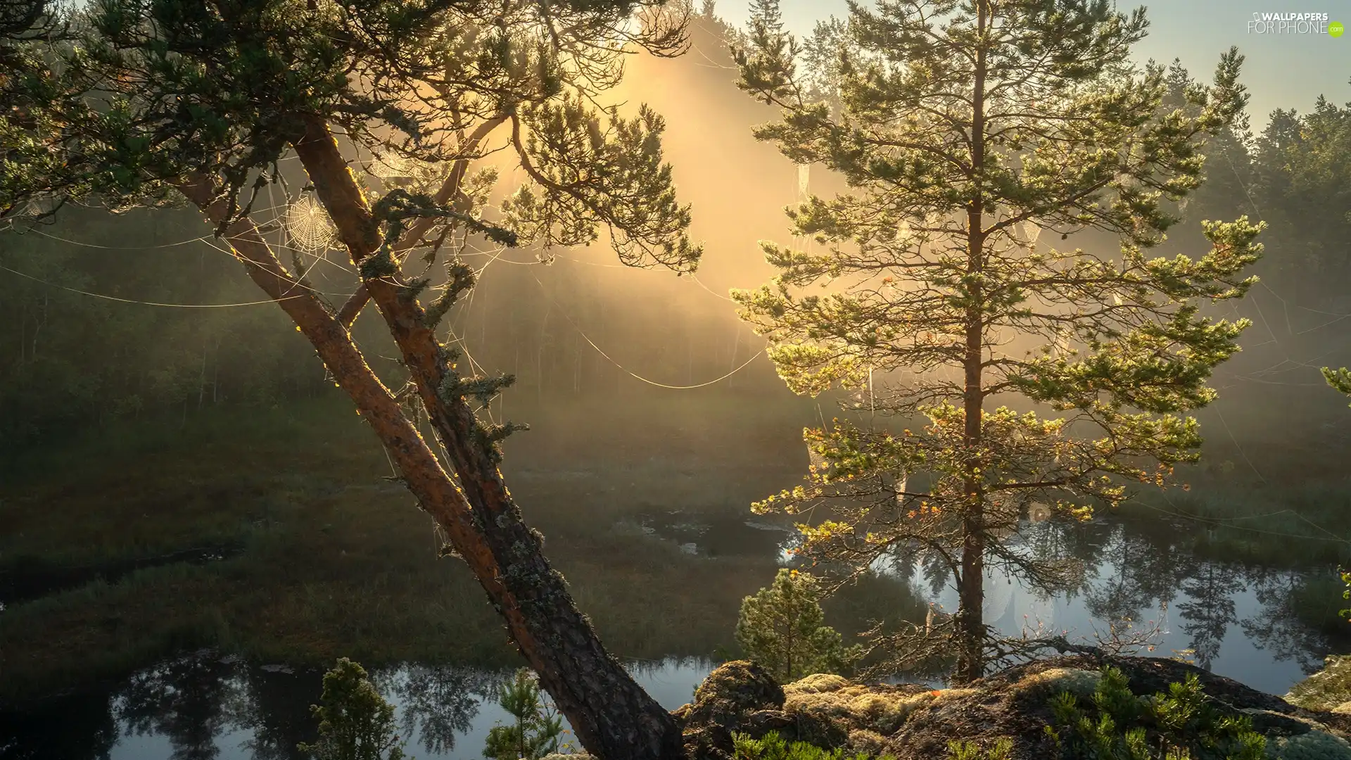 Stones, viewes, Karelia, website, trees, Lake Ladoga, Russia