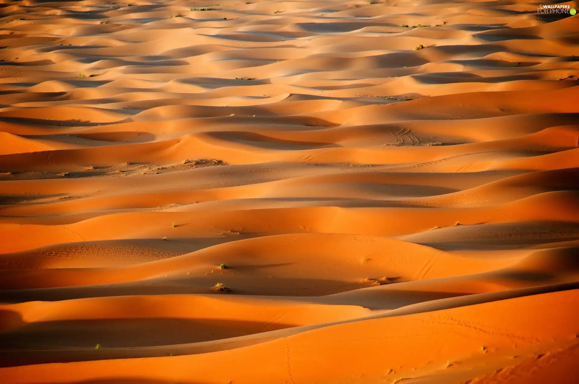 Sachar, Sand, Desert